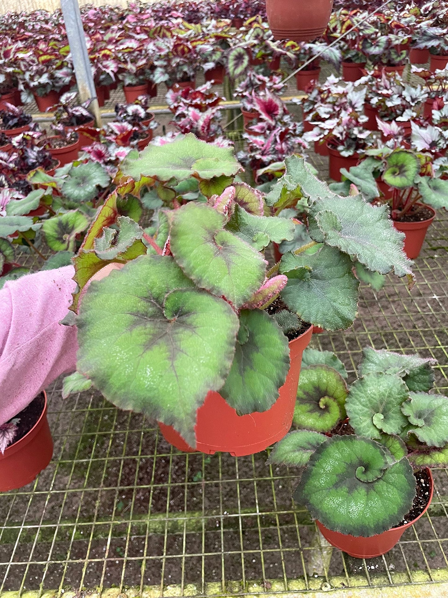 Harmony's Green Spiral Begonia, in a 6 inch Pot, Begonia rex