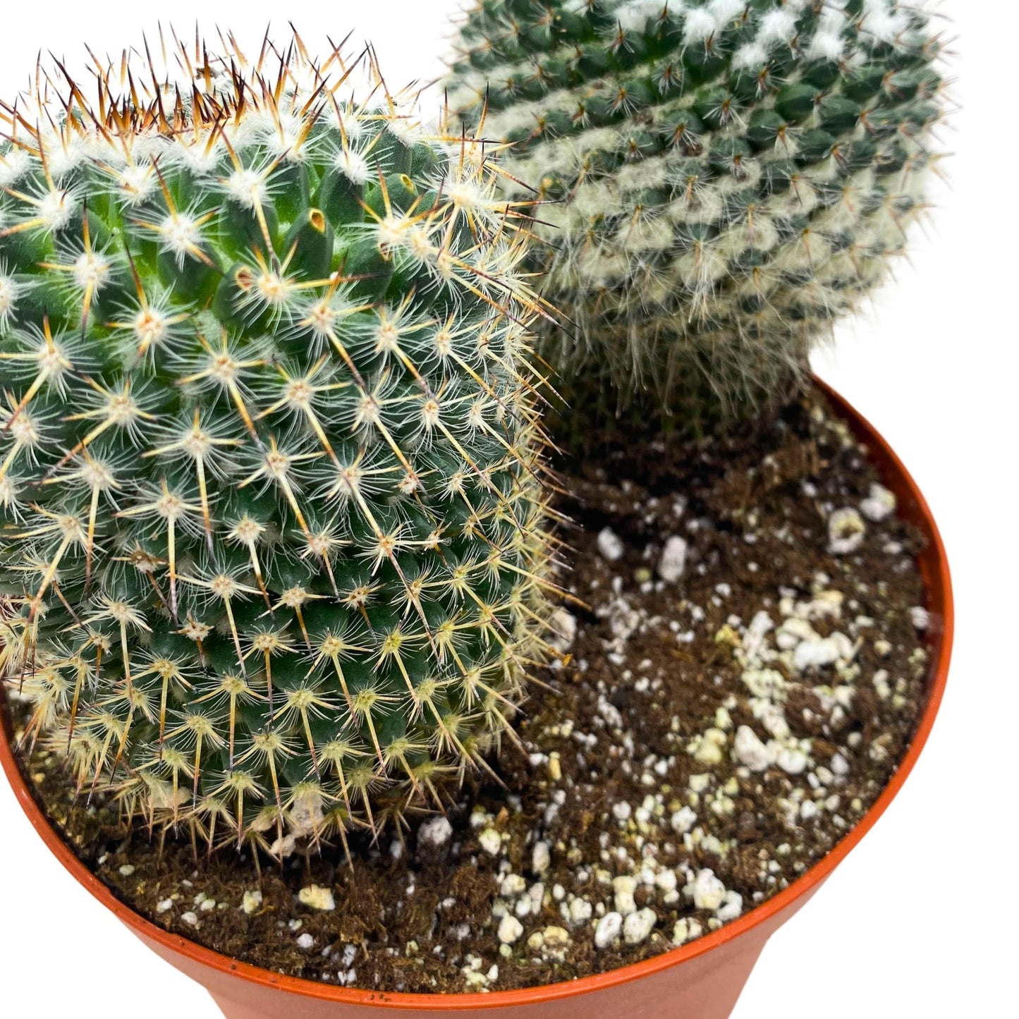 BubbleBlooms Old Lady Pincushion Cactus 4 inch