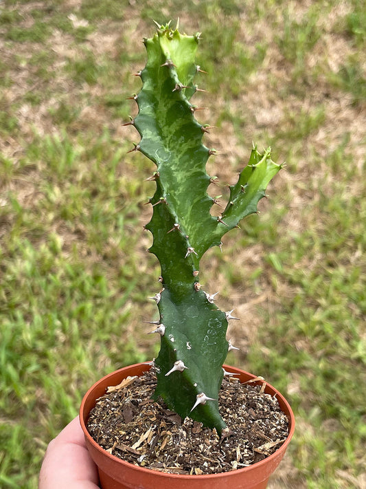 BubbleBlooms Euphorbia Trigona Twist/Twisted Lactea, Super Rare Variegation Candelabra Spurge