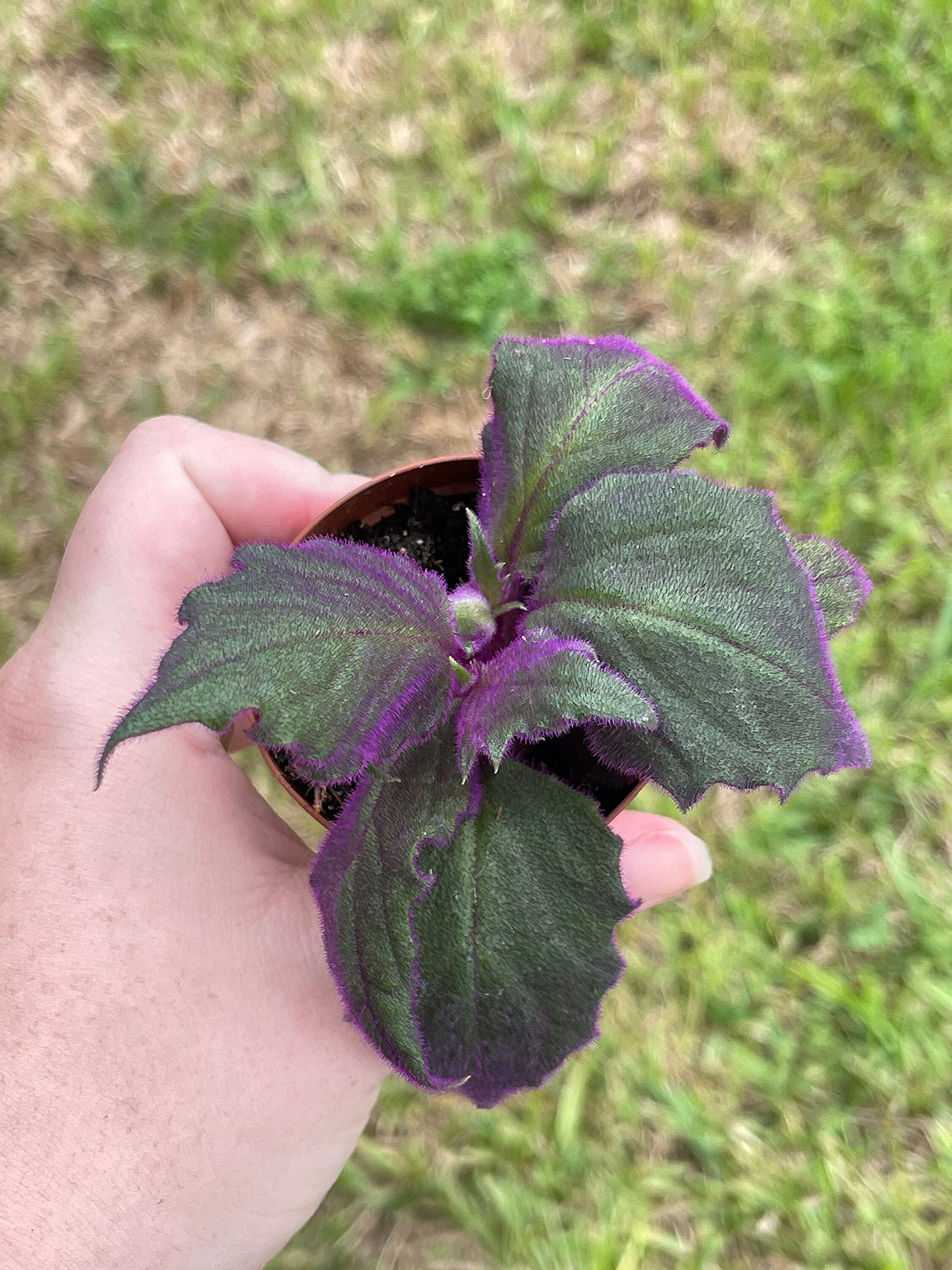 Velvetplant, Gynura aurantiaca, Purple Velvet Plant, Limited, in a 2 inch Pot Super Cute