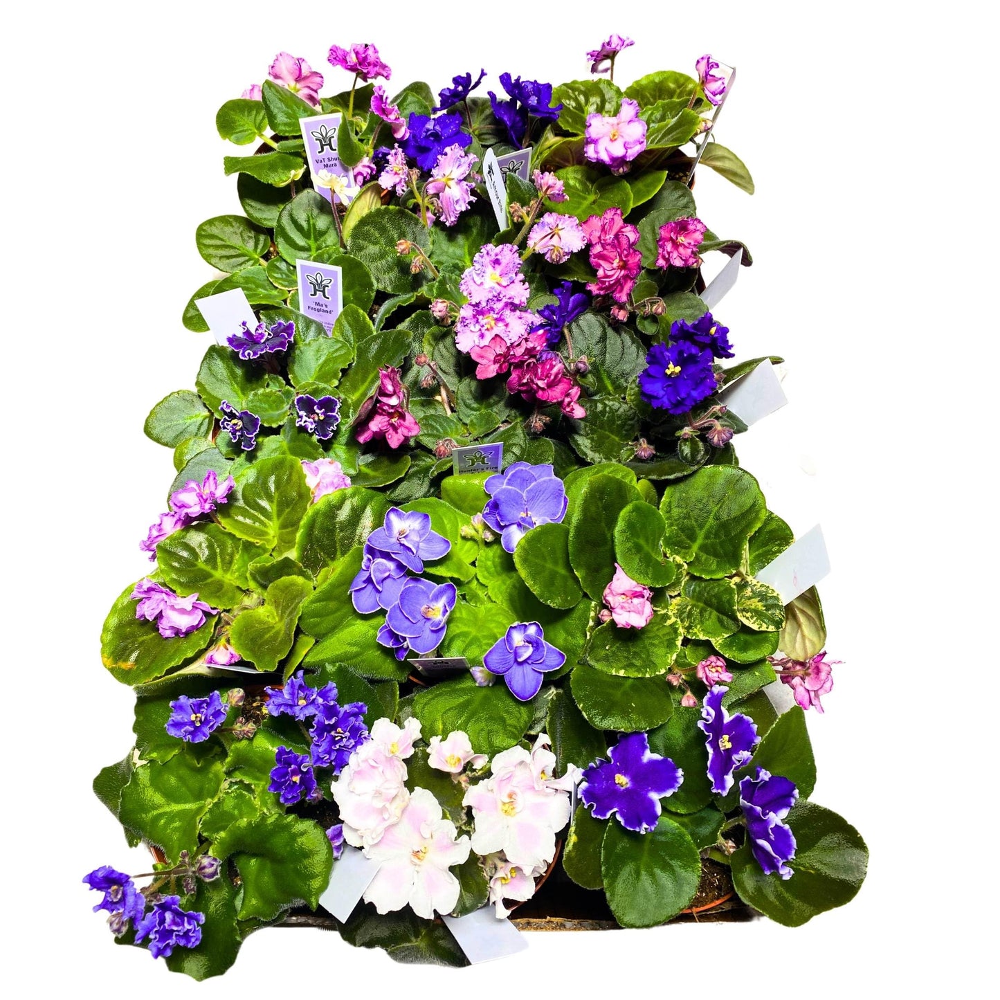 Harmony Foliage African Violet Assortment in 4 inch pots 15-Pack Bulk Wholesale Variegated Saintpaulia Gesneriads