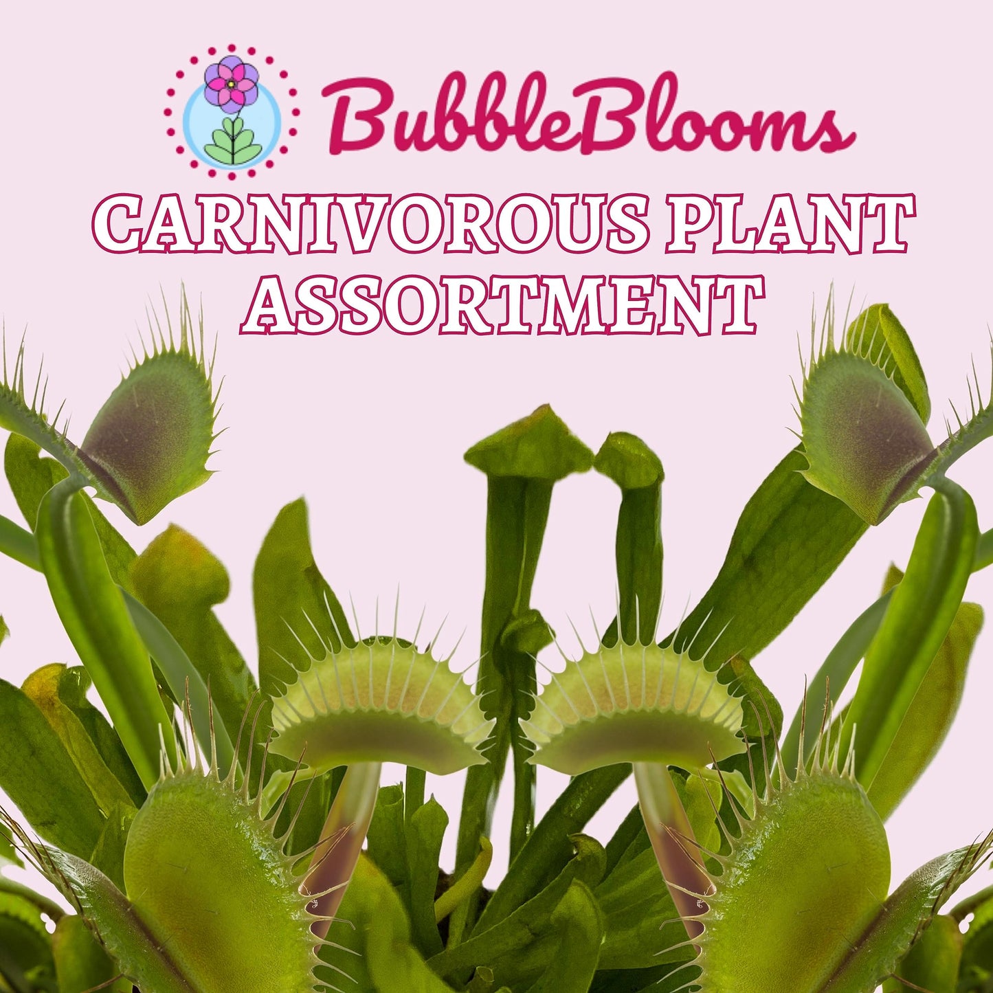 Carnivorous Plant Assortment Set, All Different Plant Species, 3 Live Potted Plants in 2 inch Pots by BubbleBlooms