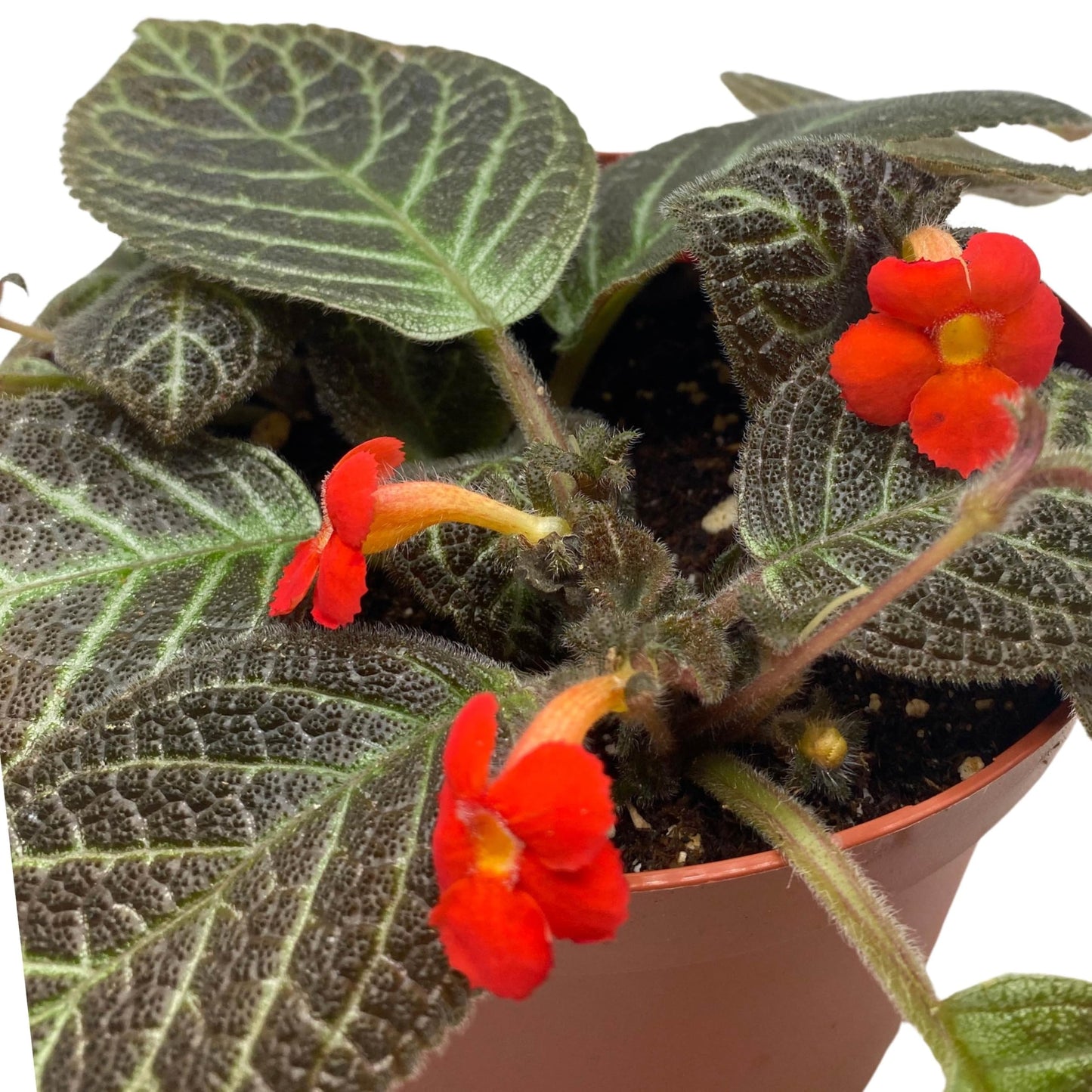 Harmony Foliage Episcia Longwood Gardens Flame Violet 6 inch