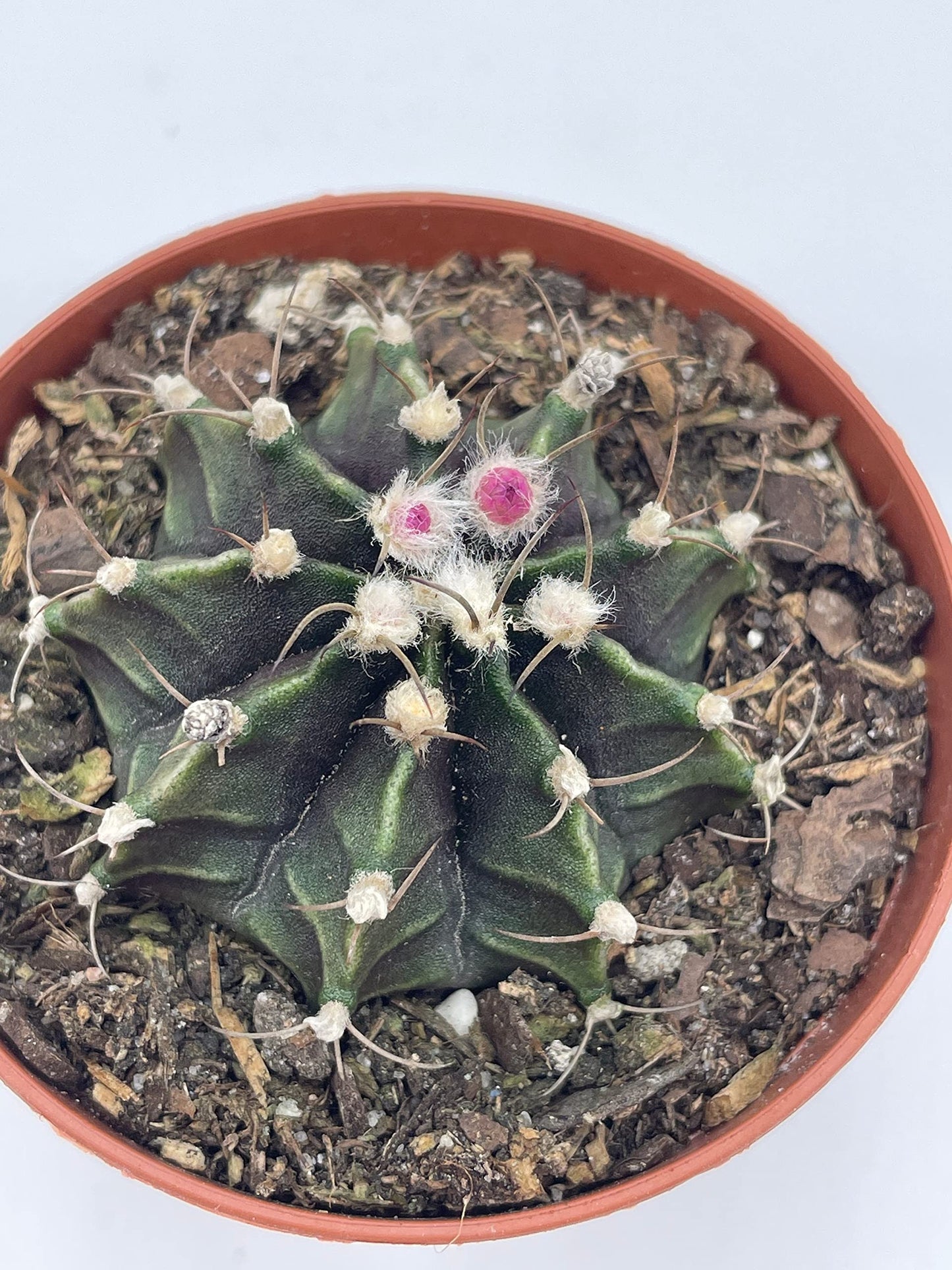 Moon Cactus, Rare Gymnocalycium Mihanovichii, 3 inch