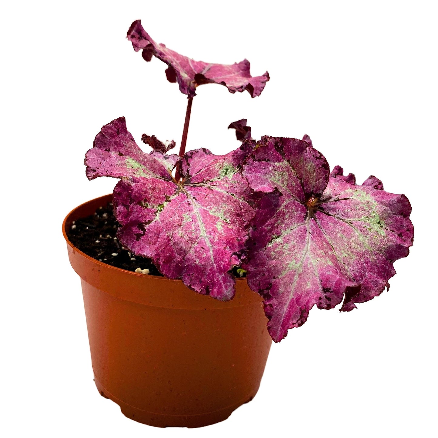 Harmony's BubbleBlooms Pink Persuasion, Begoina Rex in 6 inch Pot