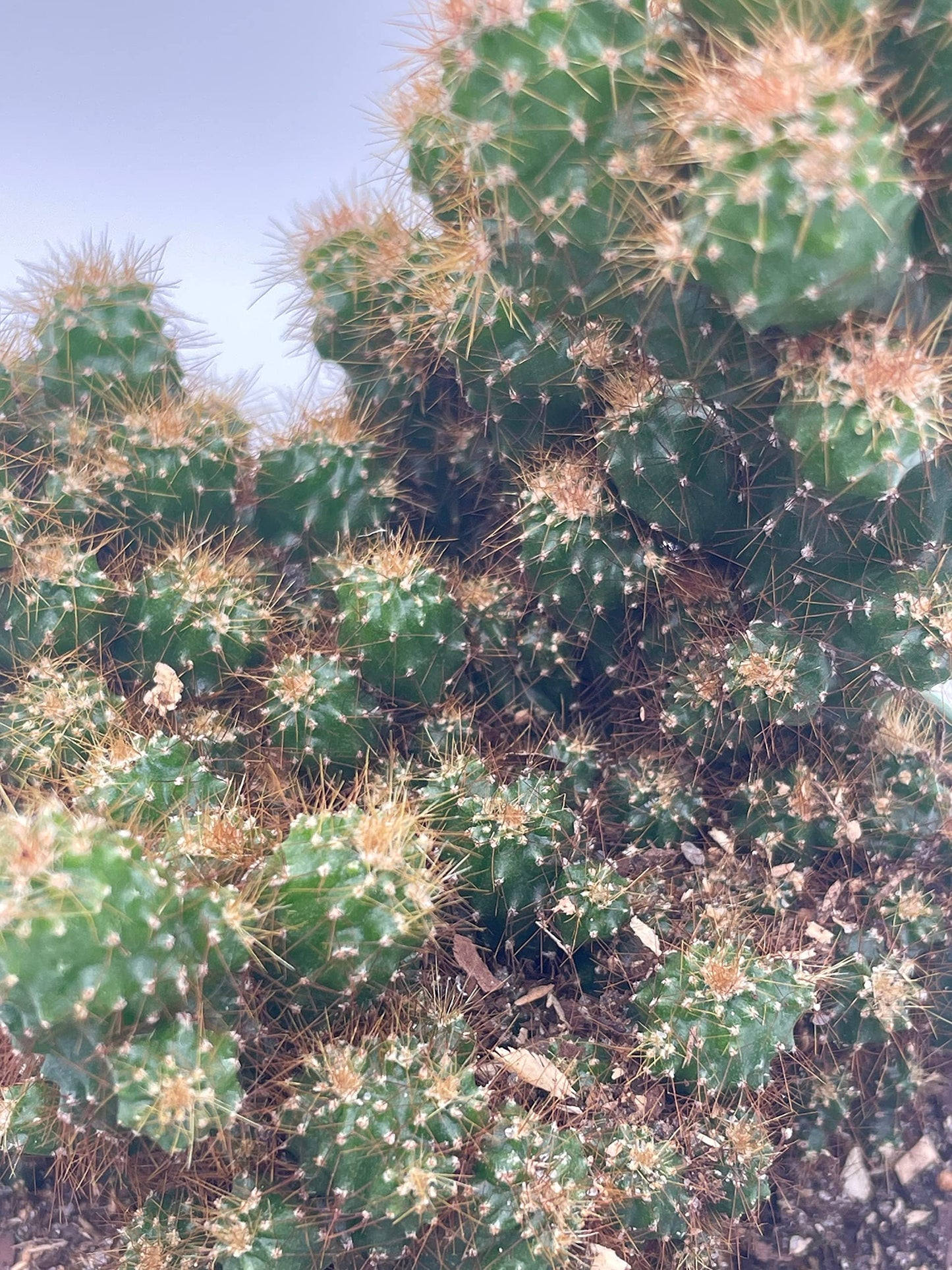Peruvian Apple Cactus, 6 inch, Crested, Repandus, uruguayanus, Hedge Cacti, Cereus