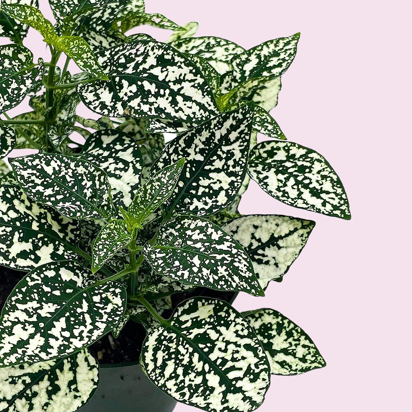 White Hypoestes Phyllostachya, 4 inch, Polka Dot Flamingo Plant