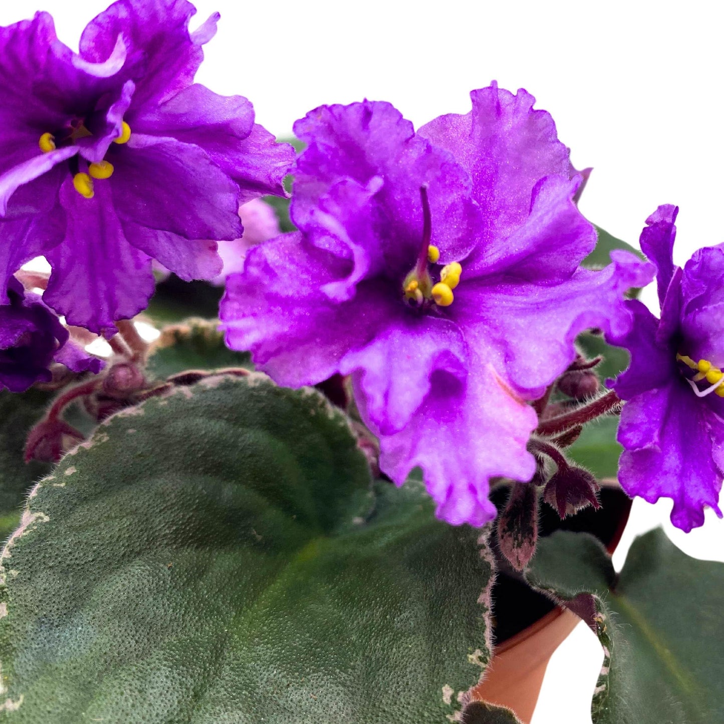 Harmony Foliage Buckeye Country Gal African Violet Saintpaulia 4 inch