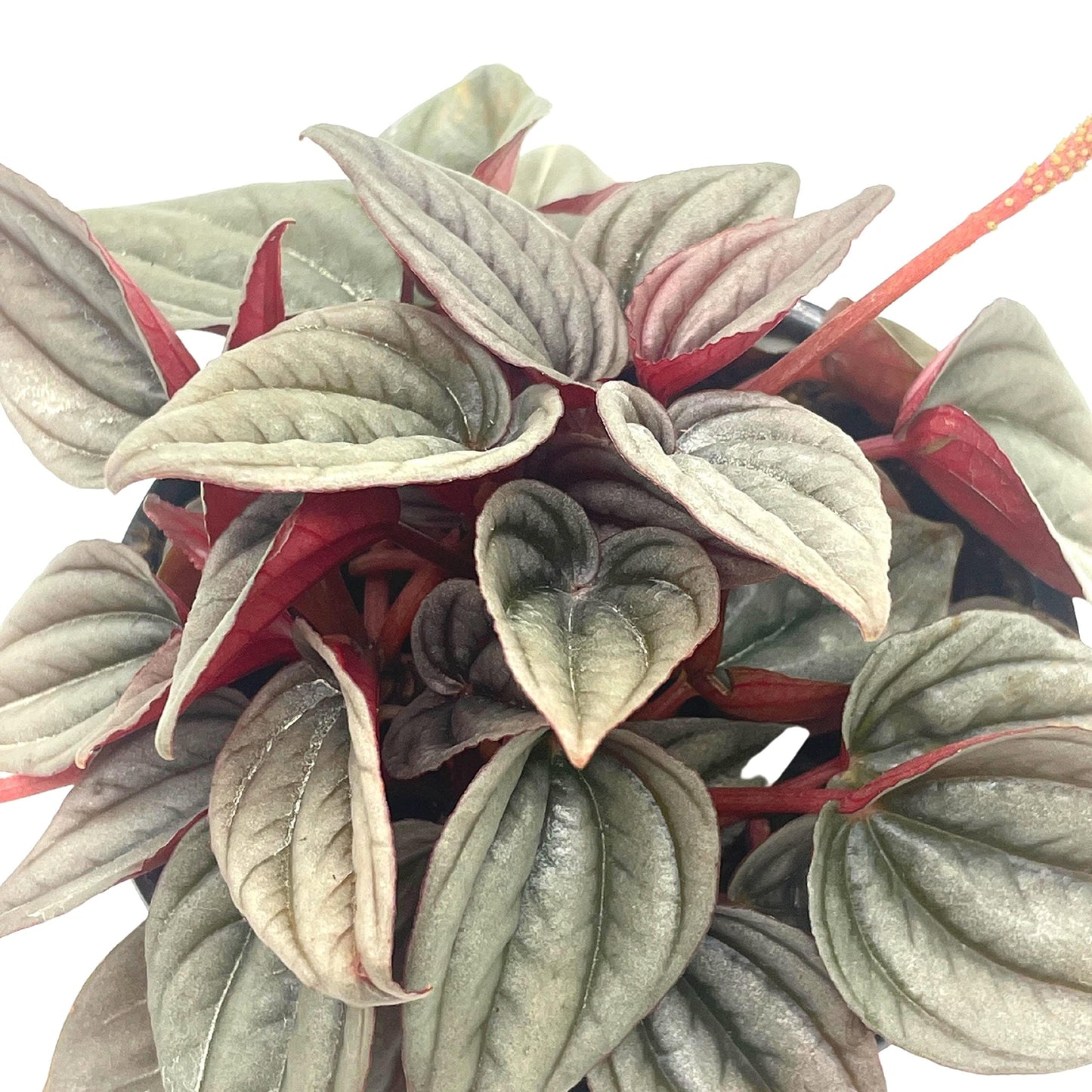 Peperomia Mendoza, 4 inch Rare Pep