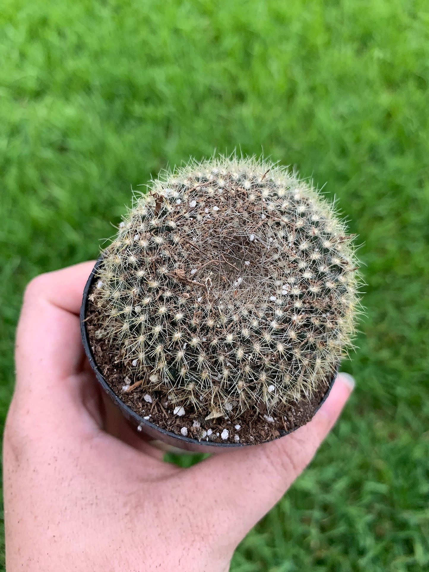 Old Lady Pincushion, Birthday Cake Cactus Neomammillaria hahniana, Mammillaria saetigera