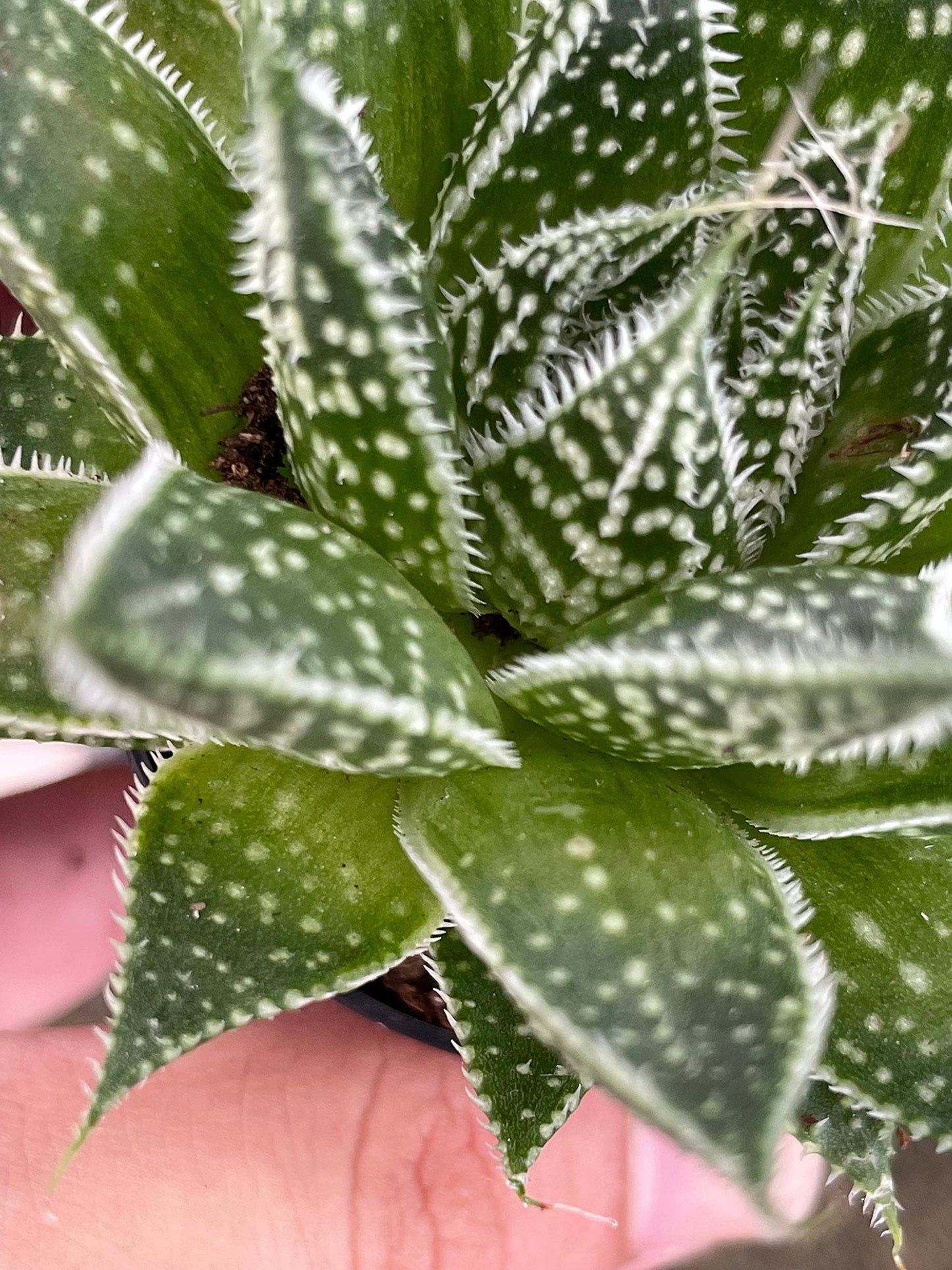 Variegated Aloe, Tiger Aloe, Aloe Variegata, White Spotted, Polka dot lace Aloe Stunning one of a Kind Limited Supply, in 2 inch Pot