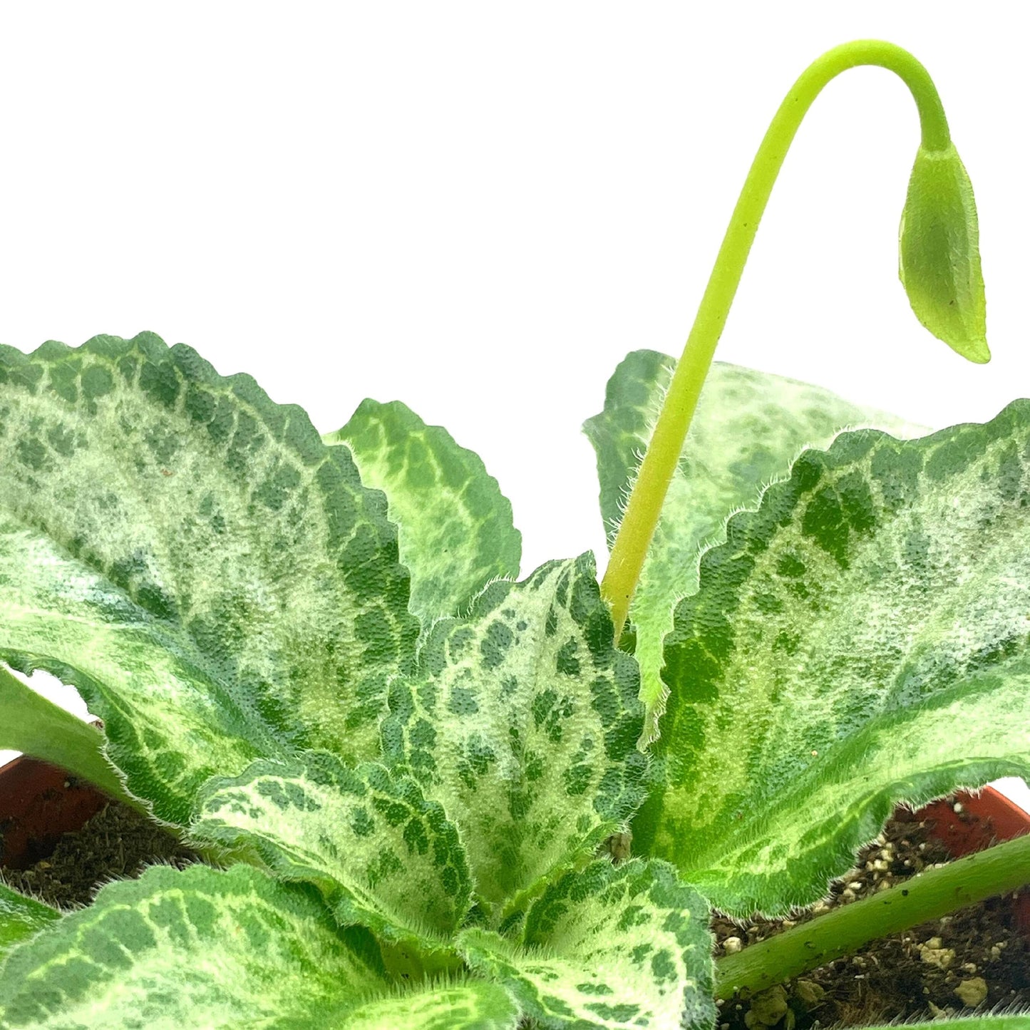 BubbleBlooms Harmony's Betty Gesneriad Primulina Dryas, 6 inch African Violet Chirita Plant