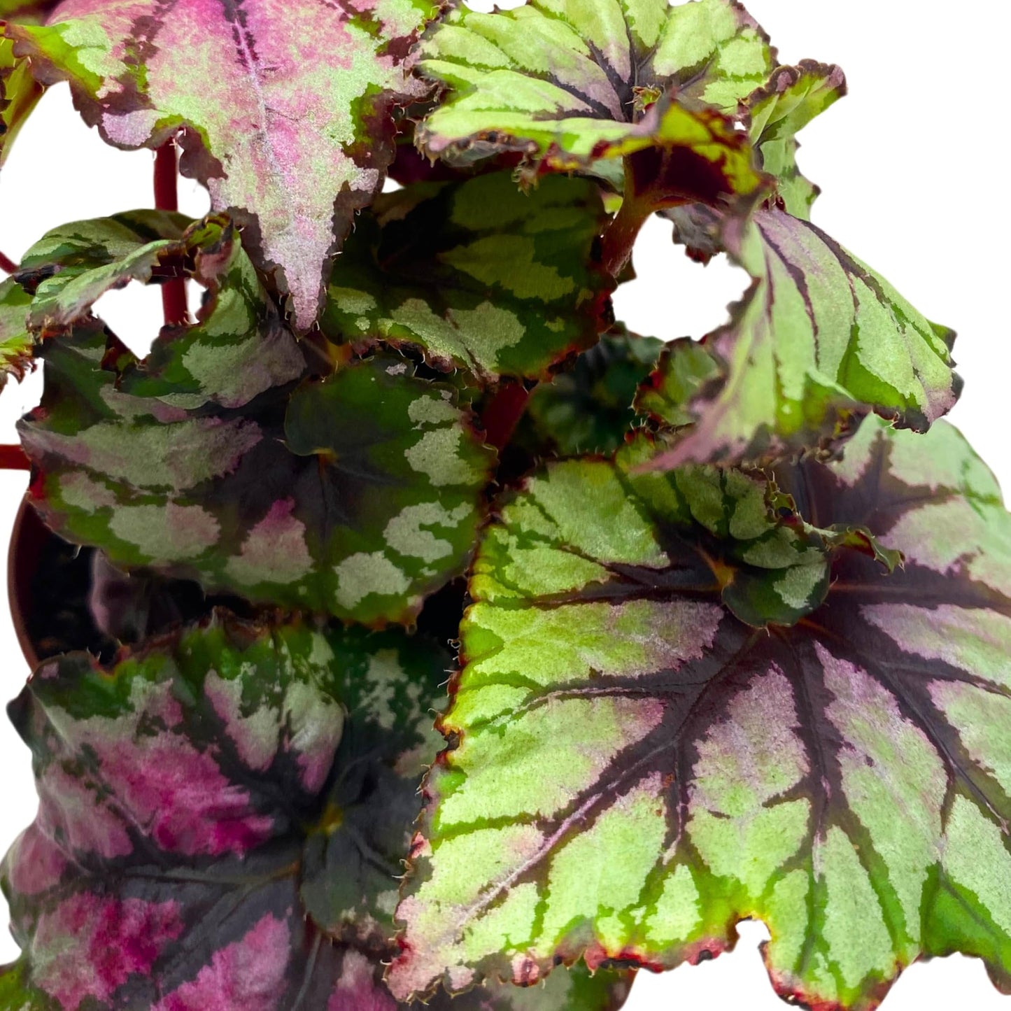 Harmony Foliage Begonia Rex Ballroom 4 inch