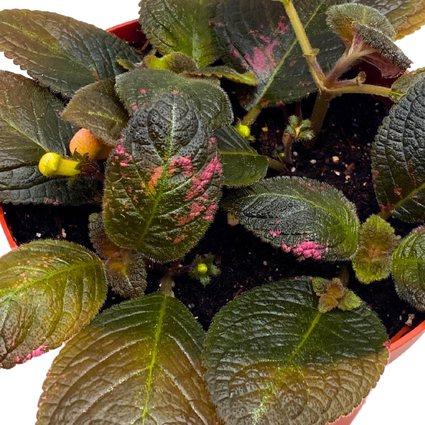 Harmony Foliage Episcia Spring's Symphony Flame Violet 6 inch