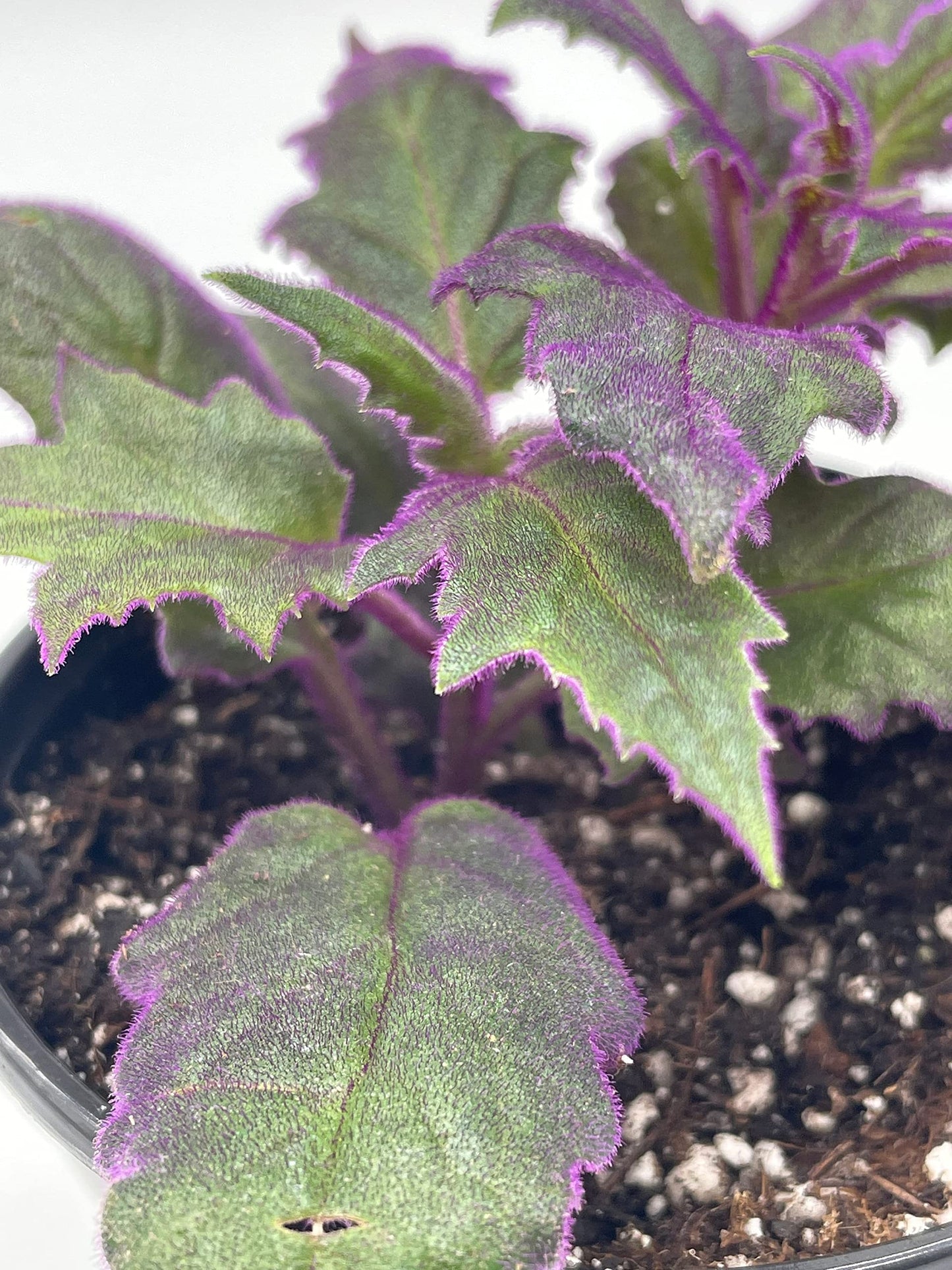 Flame Violet Velvetplant, Gynura aurantiaca, Purple Velvet Plant in 4 inch Pot. Fuzzy Leaves