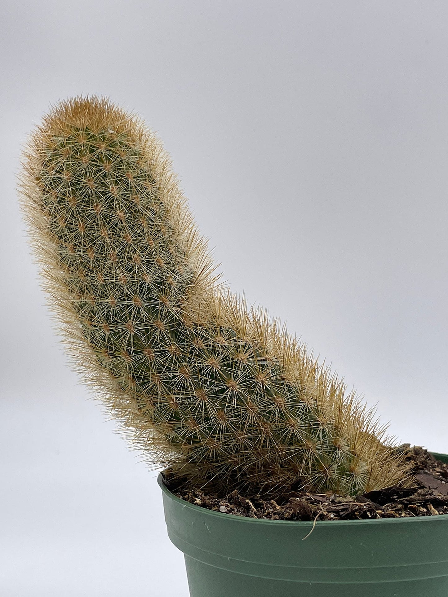 Echinopsis Tarijensis, Texas Rainbow Cactus, echinocereus dasyacanthus, Wooly, Rare Cactus, 4 inch Pot, Well Rooted