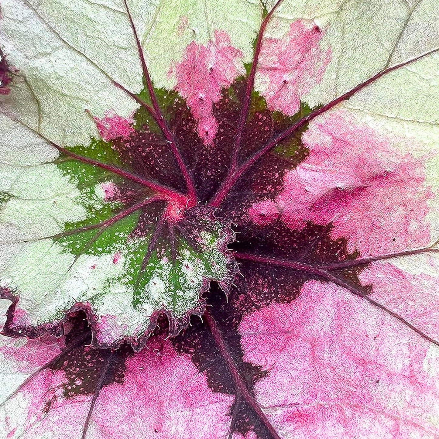 BubbleBlooms Harmony's Ghost Whisperer, Begonia Rex, 4 inch Painted-Leaf Winter Begonia, Unique Homegrown Exclusive, Variegated