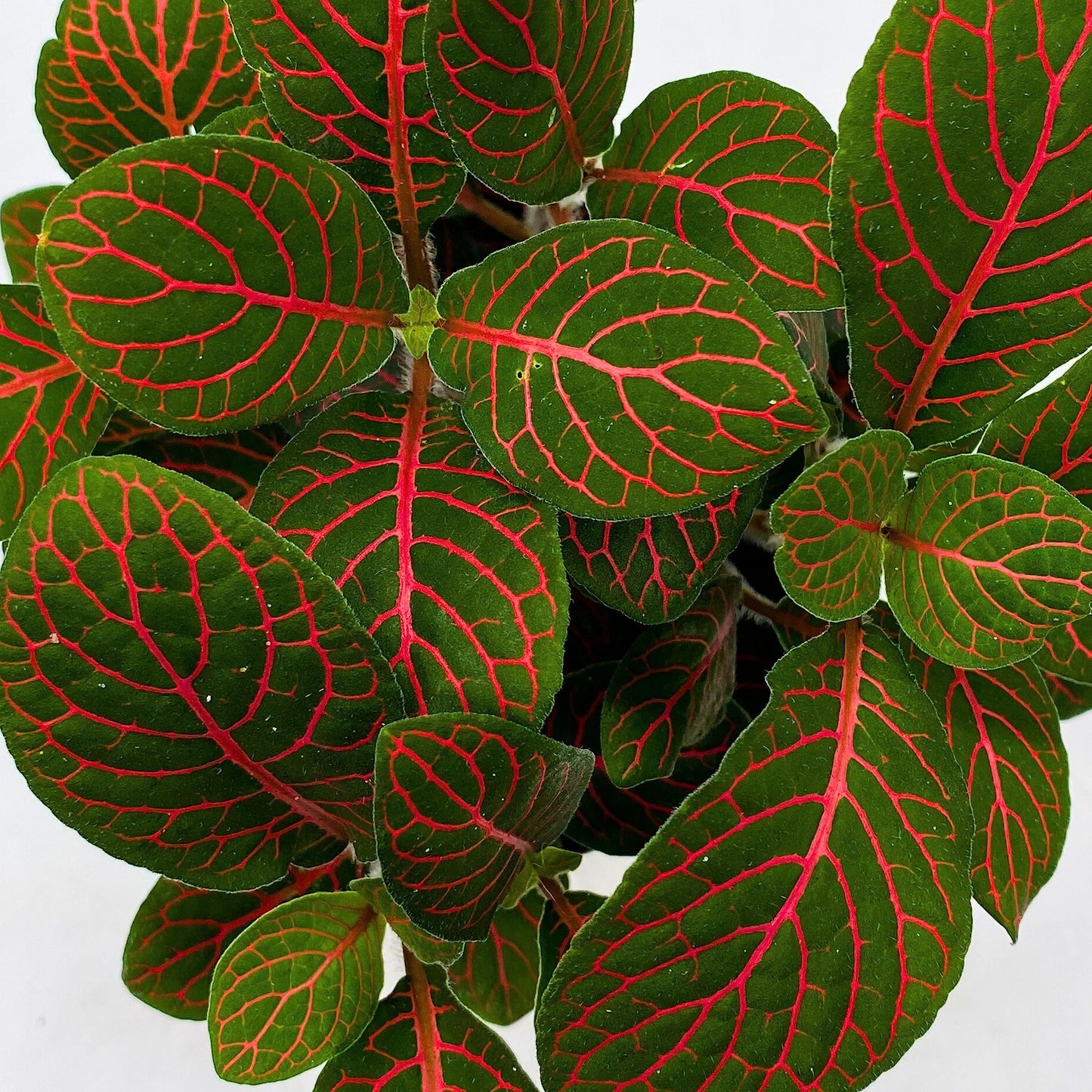 Red Nerve Plant, Fittonia Verschaffeltii, Ruby Red Mosaic Plant, Super Red Fittonia in 4 inch Pot