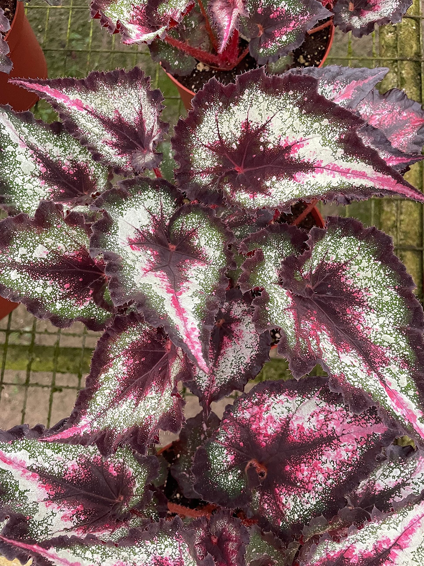 Harmony's Fatal Attraction Begonia in a 6 inch Pot, Begonia rex