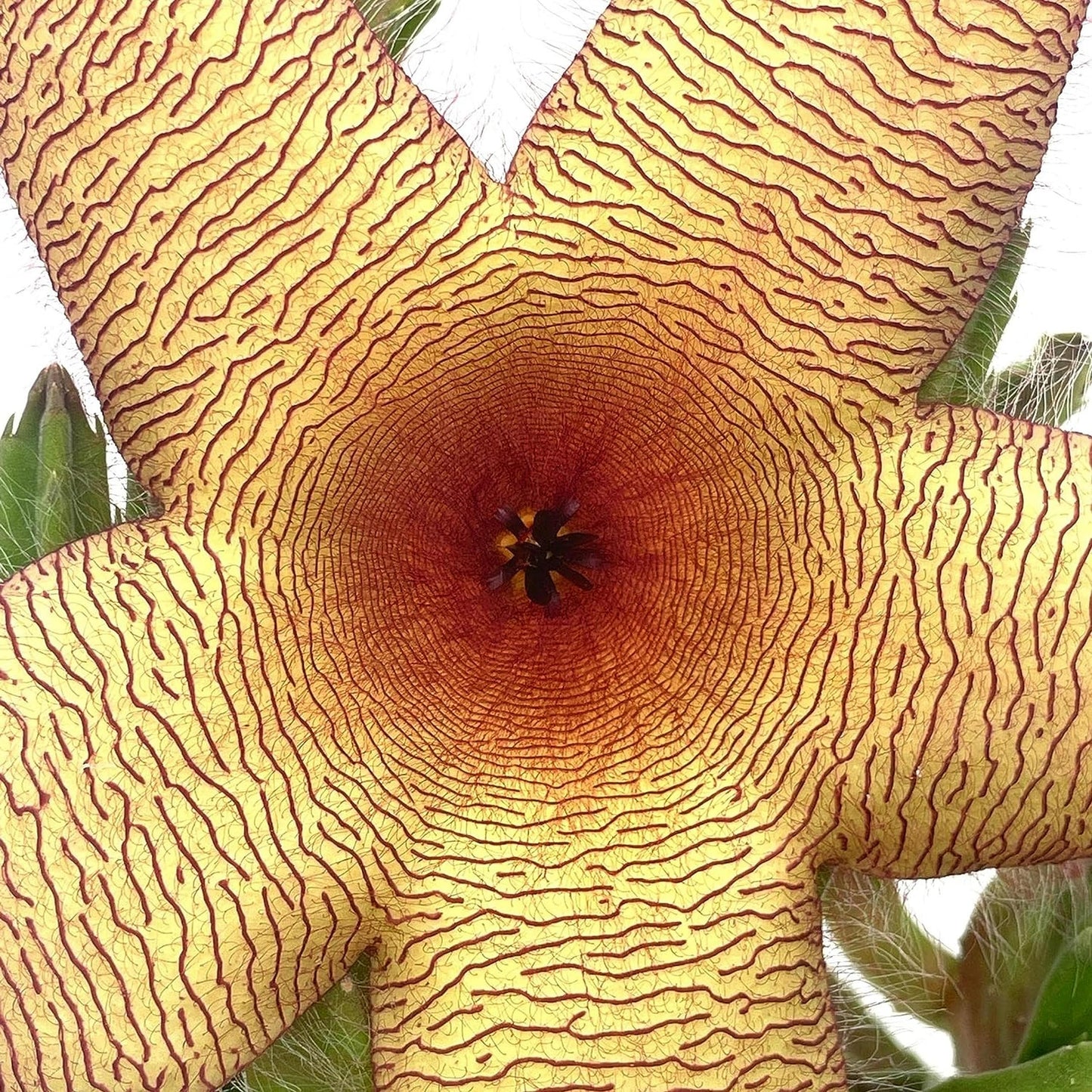 Stapelia gigantea, Giant Starfish Flower, Rare Huernia, Zulu Carrion Giant Plant, 4 inch Pot