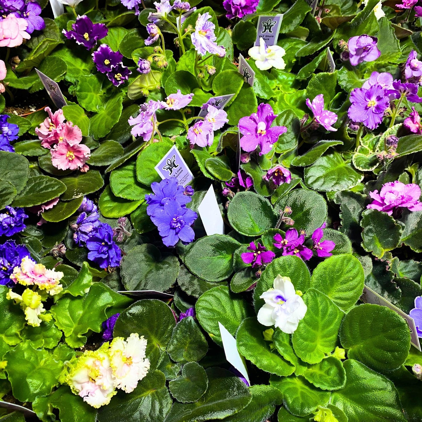 Harmony Foliage African Violet Assortment in 4 inch pots 15-Pack Bulk Wholesale Variegated Saintpaulia Gesneriads