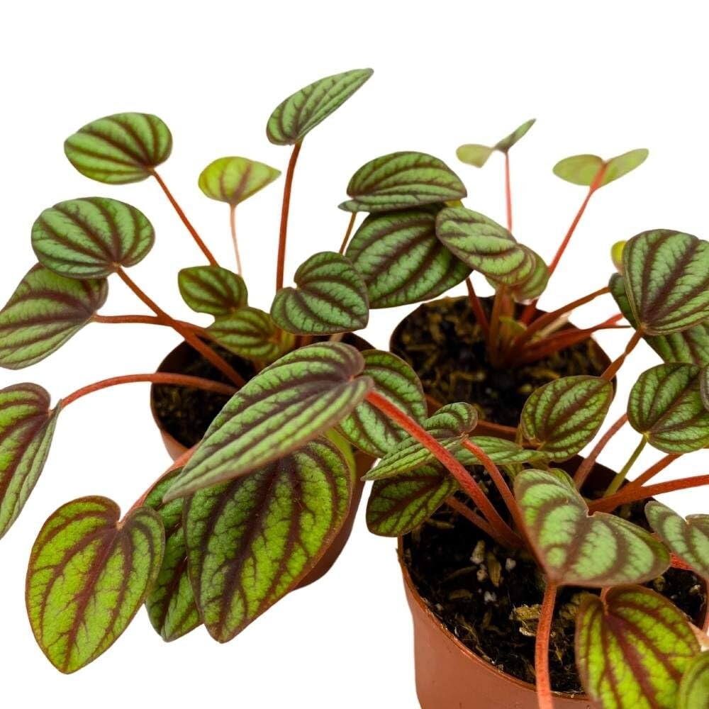 Peperomia Piccolo Banda, 2 inch Set of 3, Ripple Caperata Tiny Mini Pixie Plants