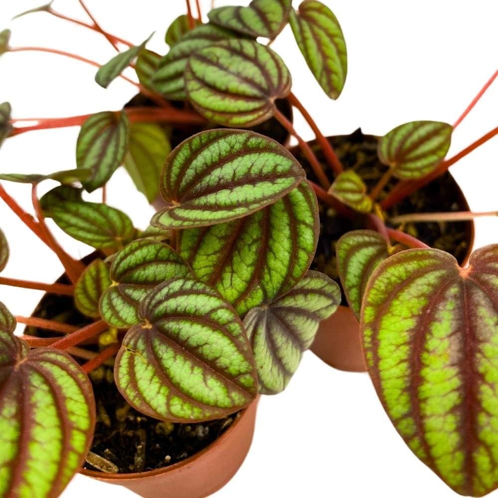 Peperomia Piccolo Banda, 2 inch Set of 3, Ripple Caperata Tiny Mini Pixie Plants