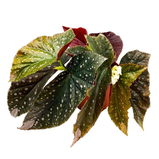 Harmony&#39;s Obsidian Monarch Angel Wing Cane Begonia 6 inch Premium Hybrid