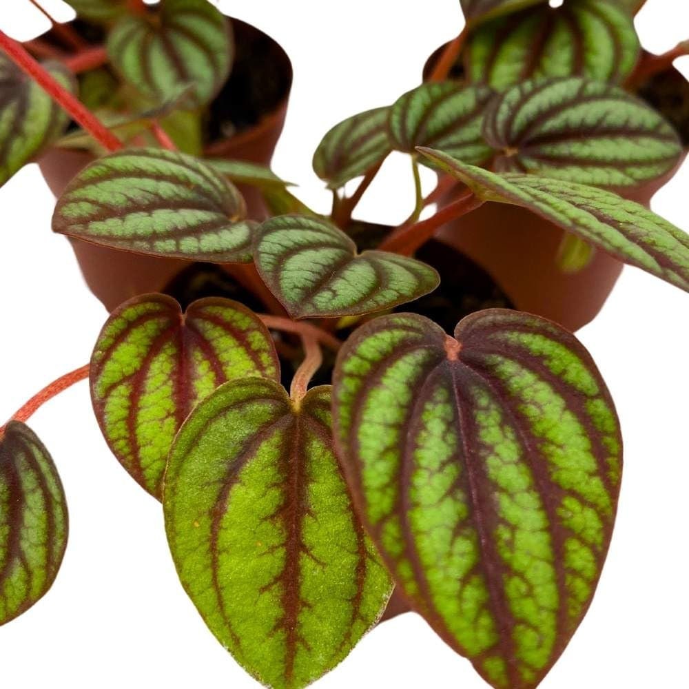 Peperomia Piccolo Banda, 2 inch Set of 3, Ripple Caperata Tiny Mini Pixie Plants