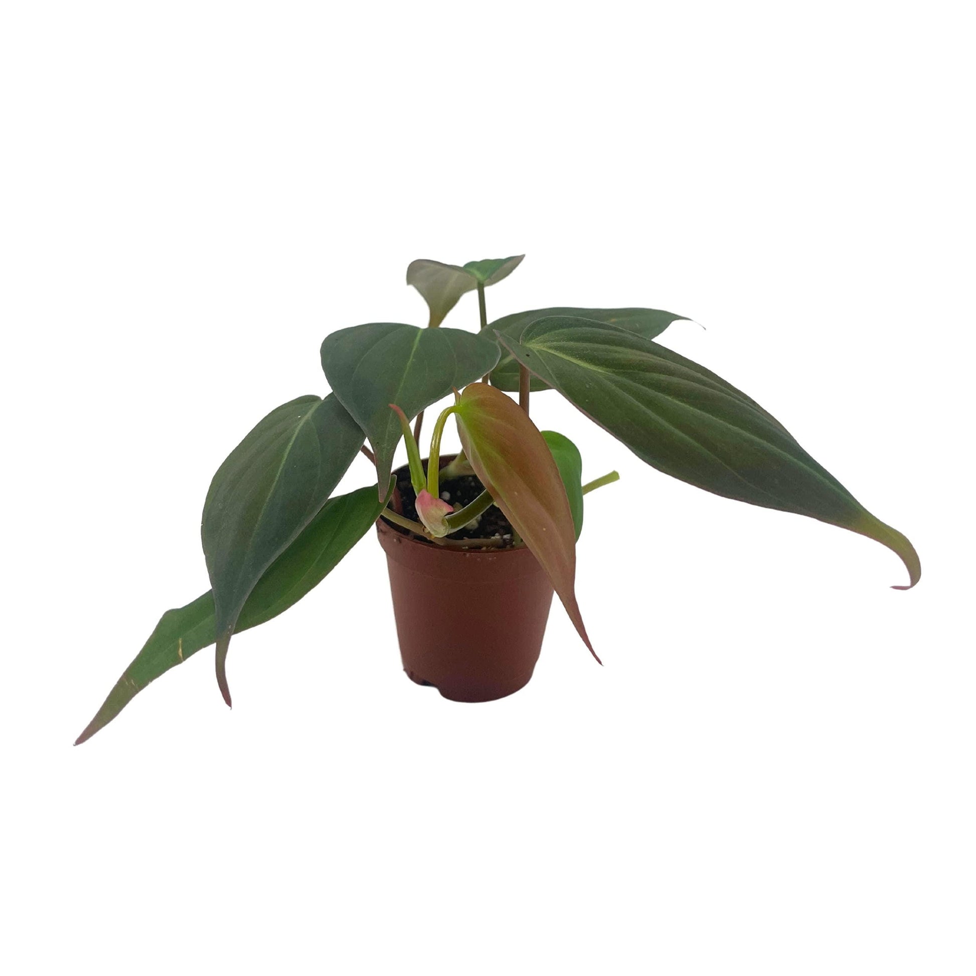 Philodendron Micans in a 2 inch Pot, Starter House Plant, Rare Philo Tiny Mini Pixie Plant