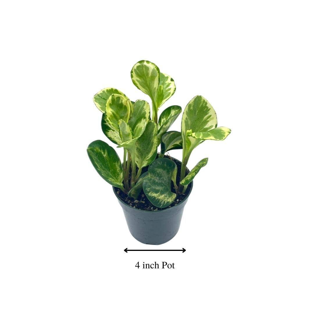 Variegated Peperomia obtusifolia, Marble Rubber Spoonleaf Plant, magnoliifolia rubberplant, in a 4 inch Pot,