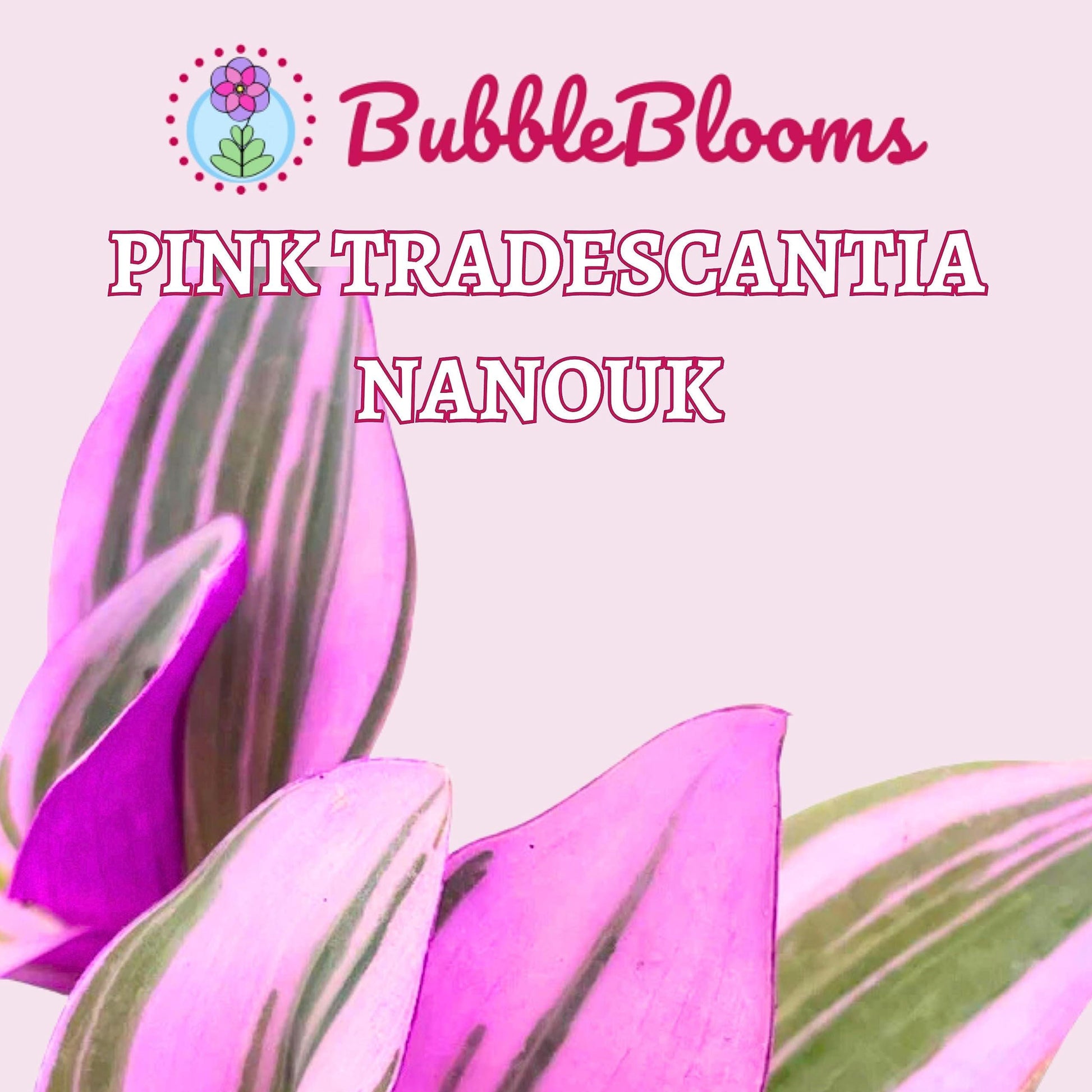 Pink Tradescantia Nanouk, Variegated Wandering Jew, Rare 2 inch Tiny Mini Pixie Plant
