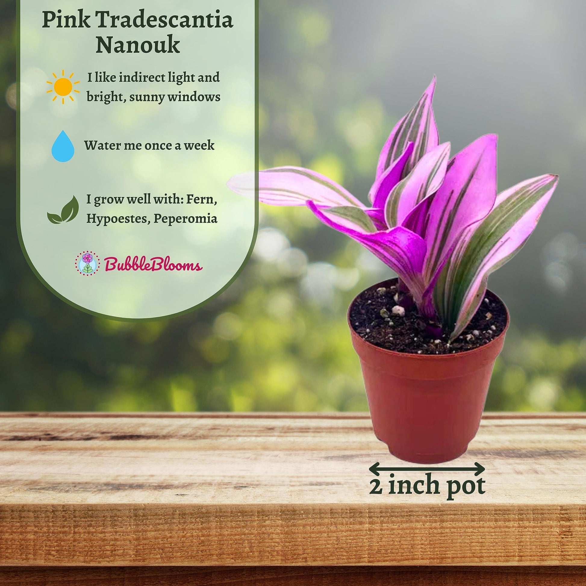 Pink Tradescantia Nanouk, Variegated Wandering Jew, Rare 2 inch Tiny Mini Pixie Plant