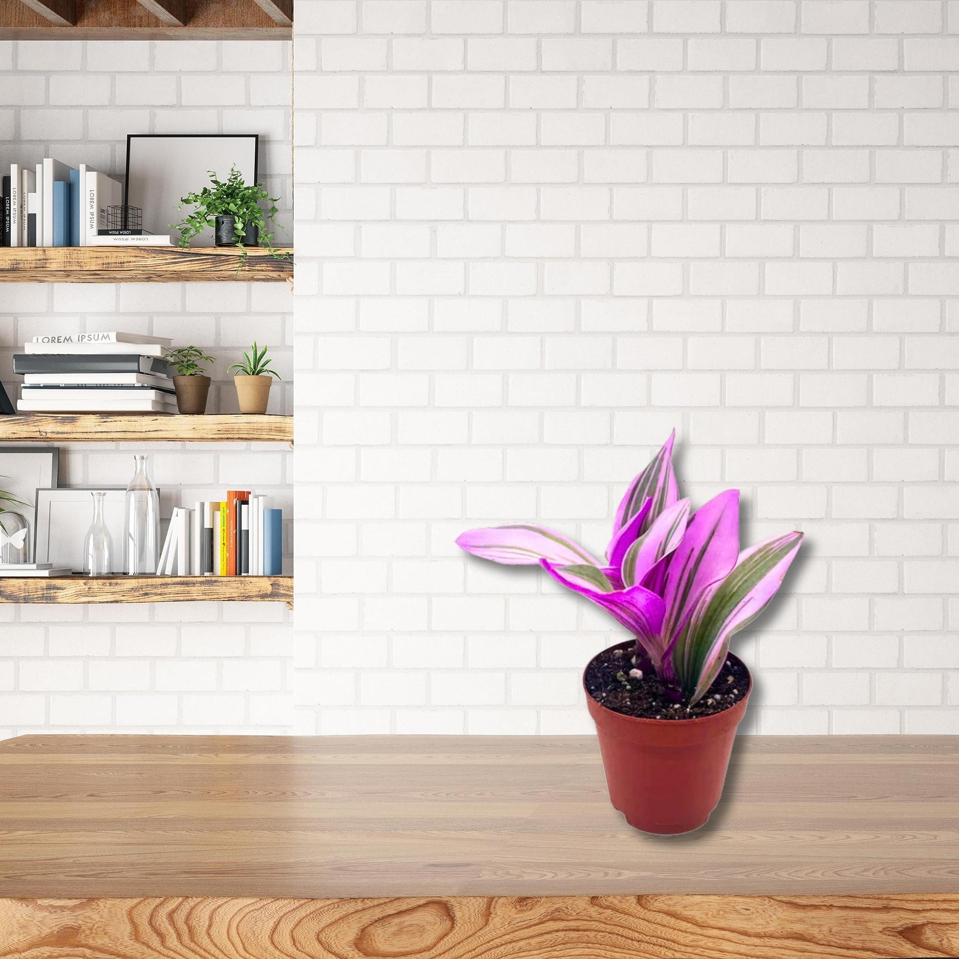 Pink Tradescantia Nanouk, Variegated Wandering Jew, Rare 2 inch Tiny Mini Pixie Plant