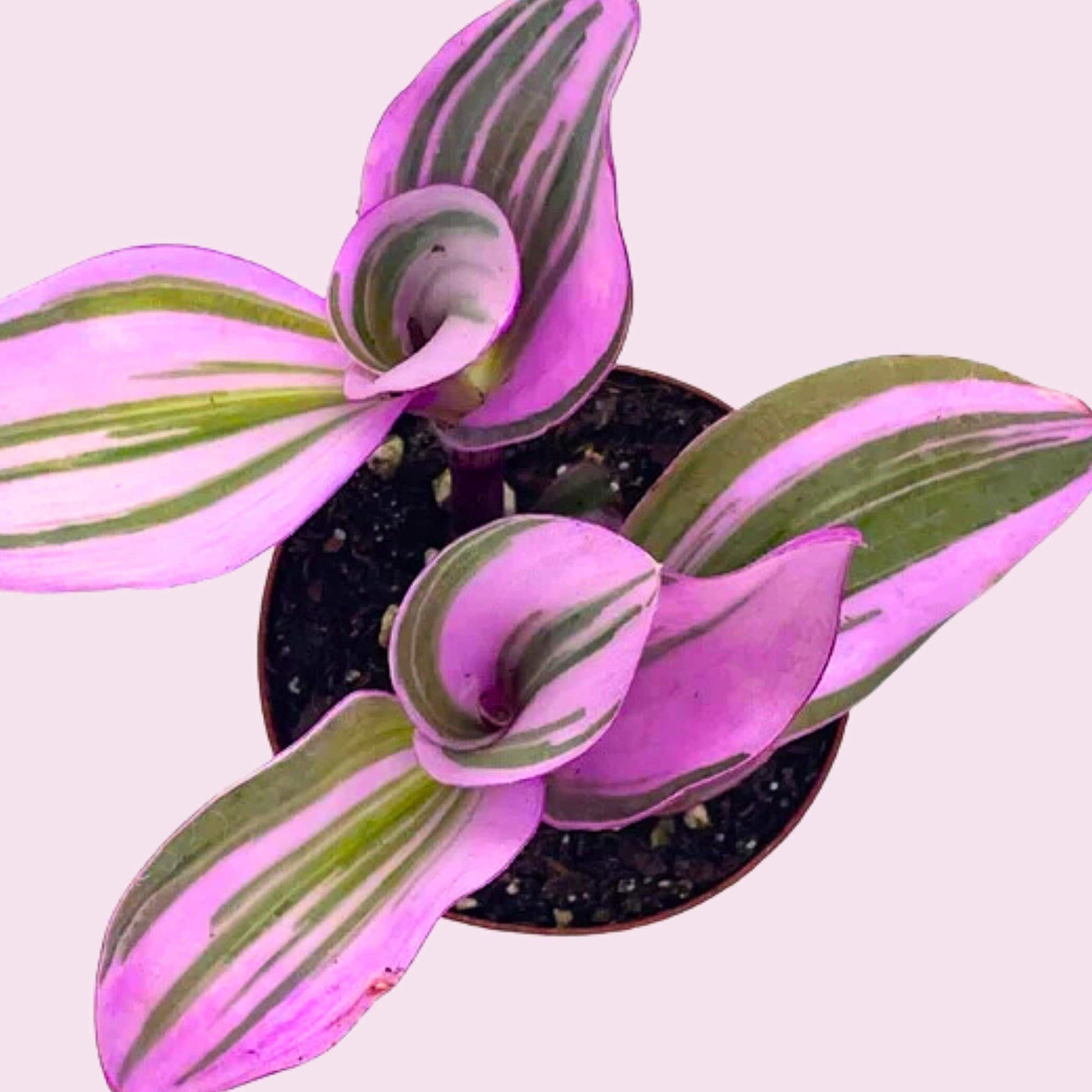 Pink Tradescantia Nanouk, Variegated Wandering Jew, Rare 2 inch Tiny Mini Pixie Plant