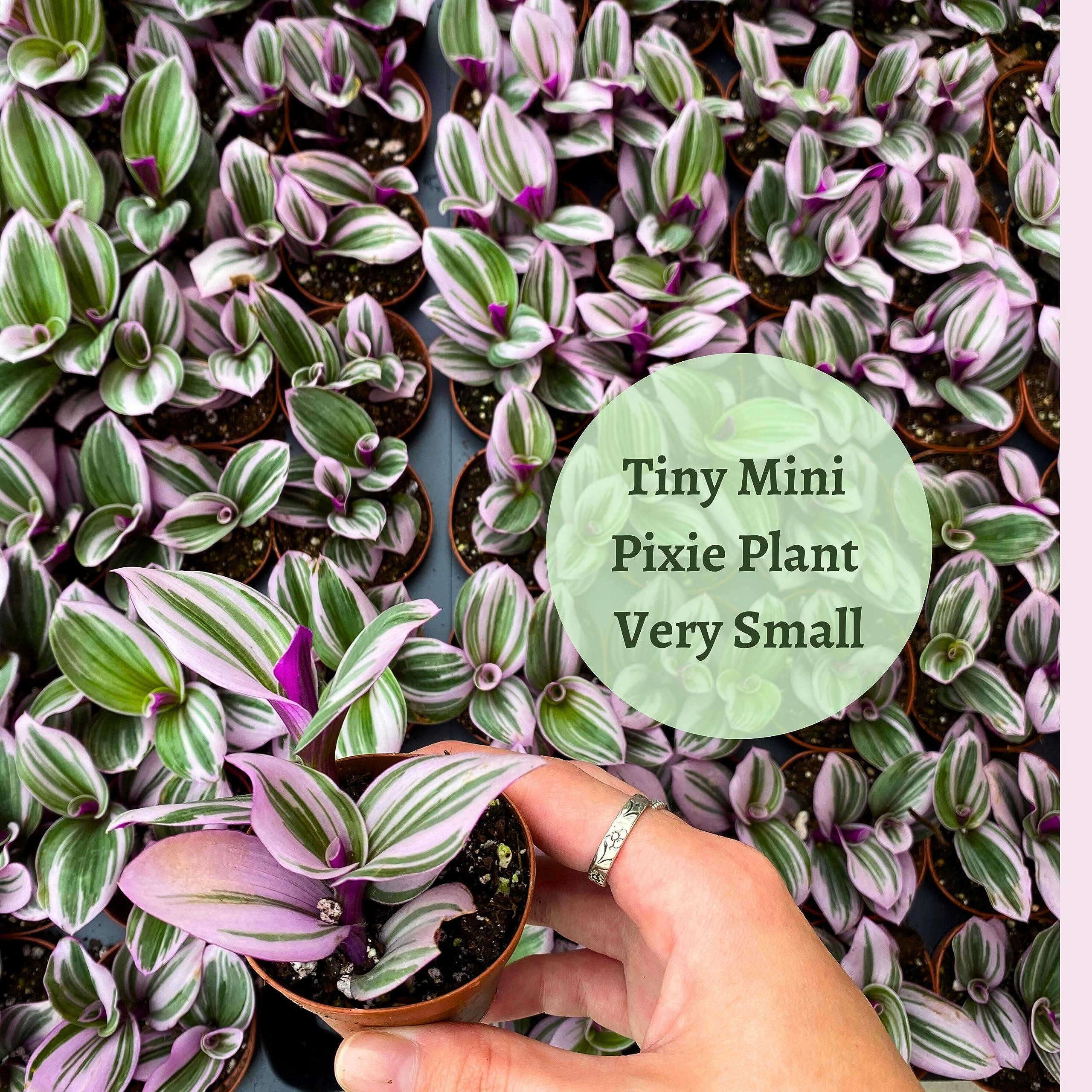 Pink Tradescantia Nanouk, Variegated Wandering Jew, Rare 2 inch