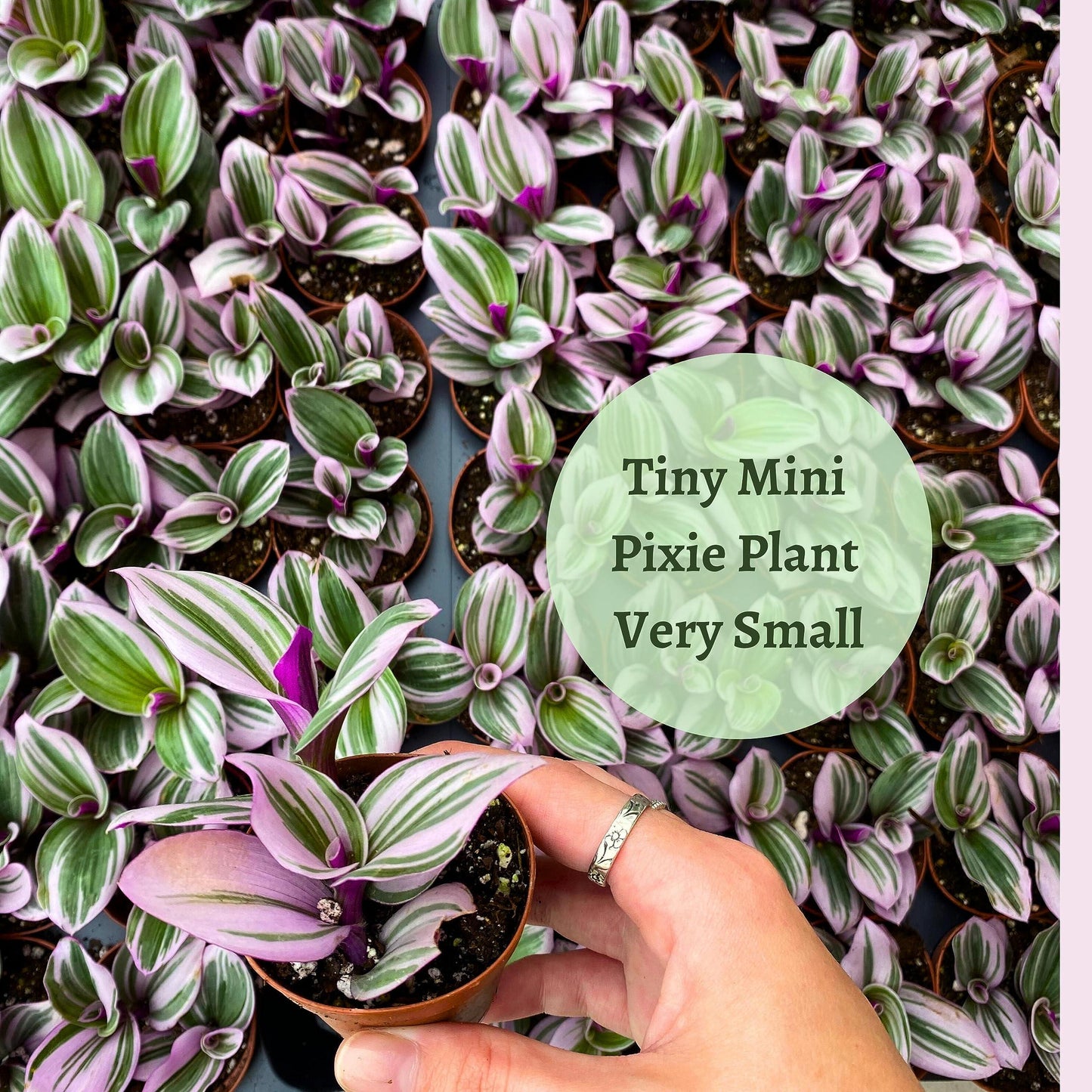 Pink Tradescantia Nanouk, Variegated Wandering Jew, Rare 2 inch Tiny Mini Pixie Plant