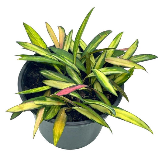 Variegated Wayetii, Rare Hoya, 6 inch, ready for upgrade