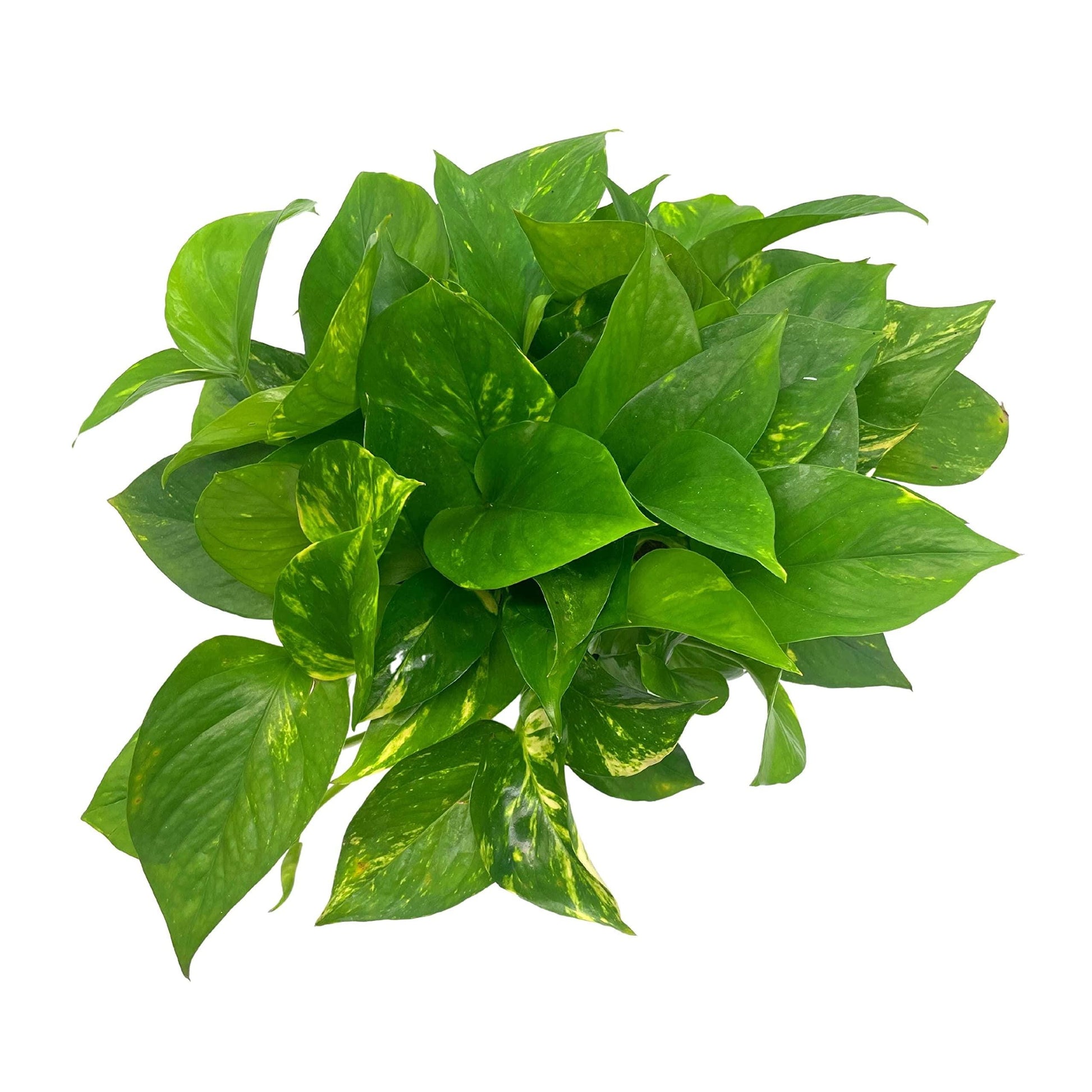 Golden Pothos, Variegated 6 inch Pothos, Very Full, Epipremnum aureum, Devil&#39;s Ivy