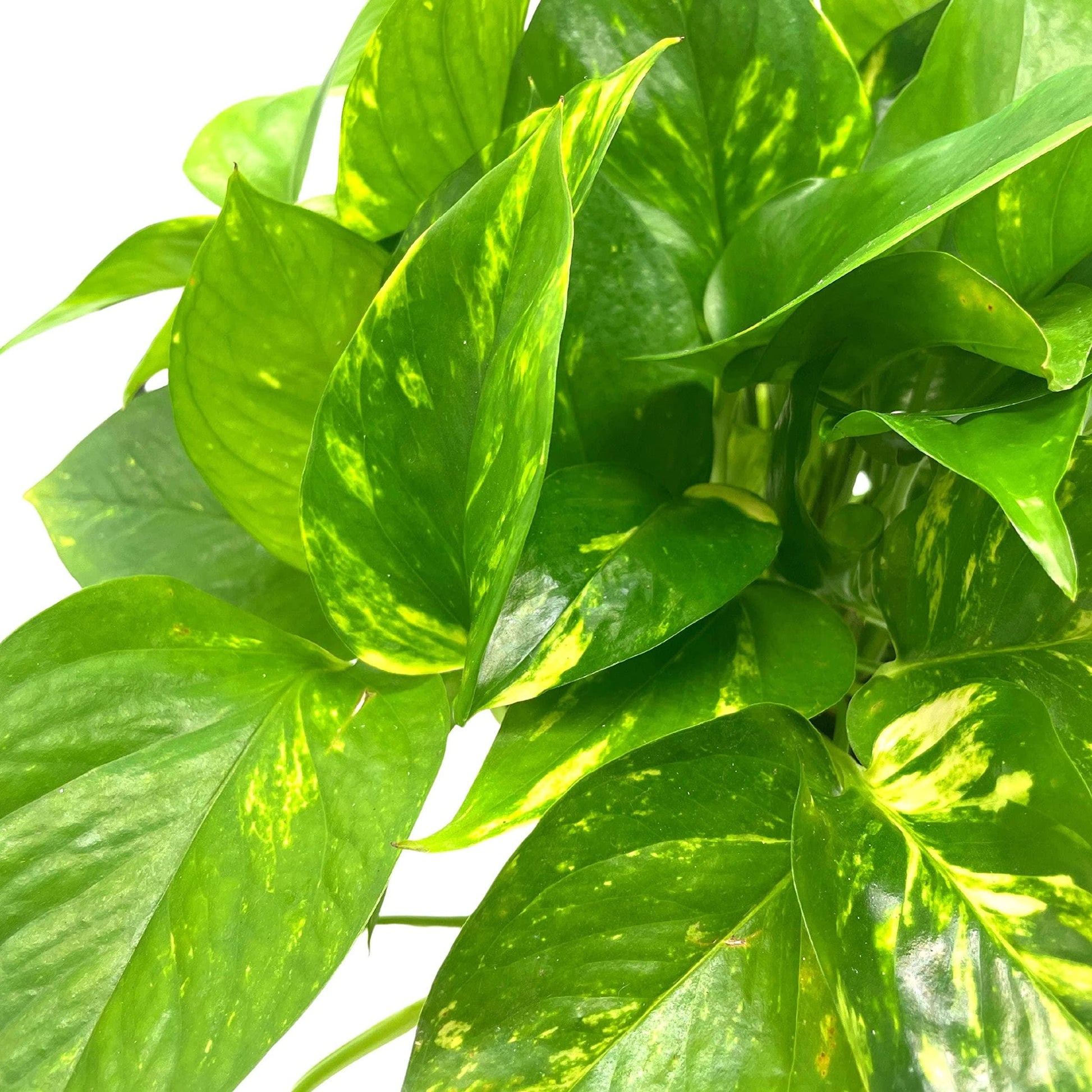 Golden Pothos, Variegated 6 inch Pothos, Very Full, Epipremnum aureum, Devil&#39;s Ivy