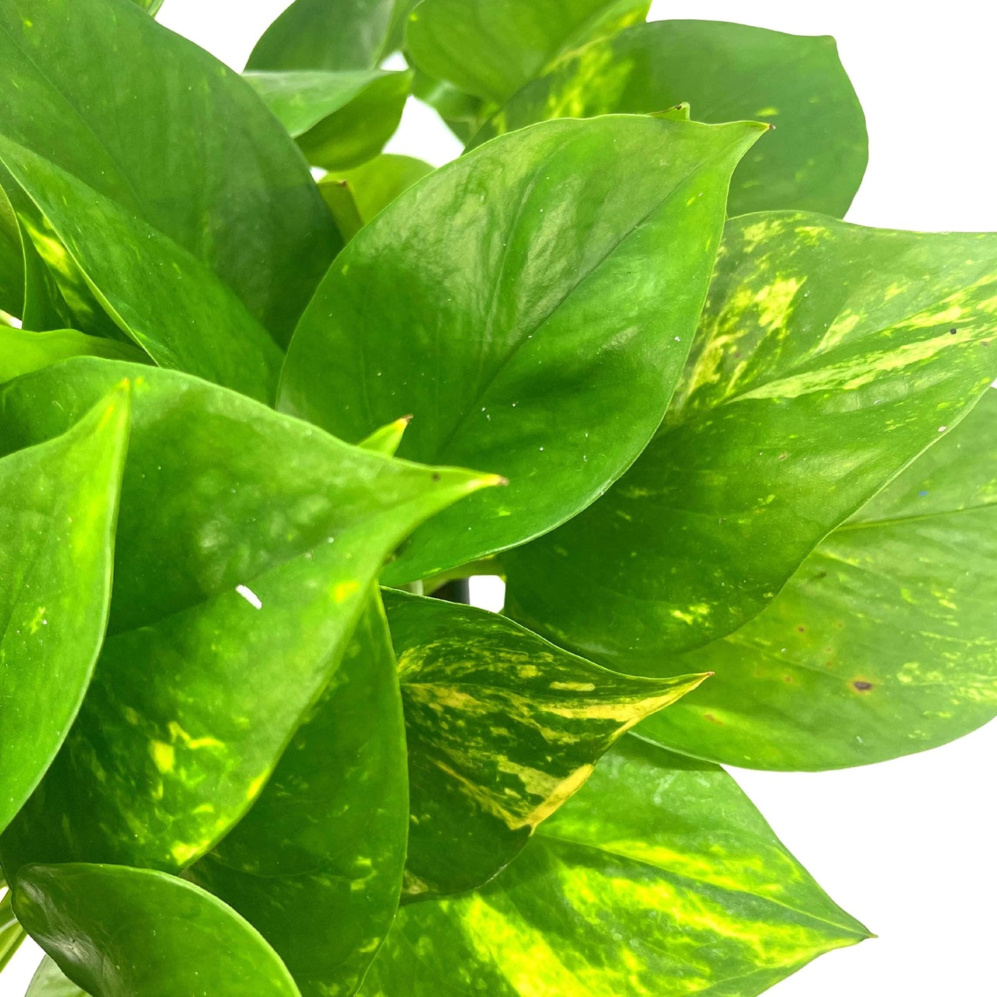 Golden Pothos, Variegated 6 inch Pothos, Very Full, Epipremnum aureum, Devil&#39;s Ivy