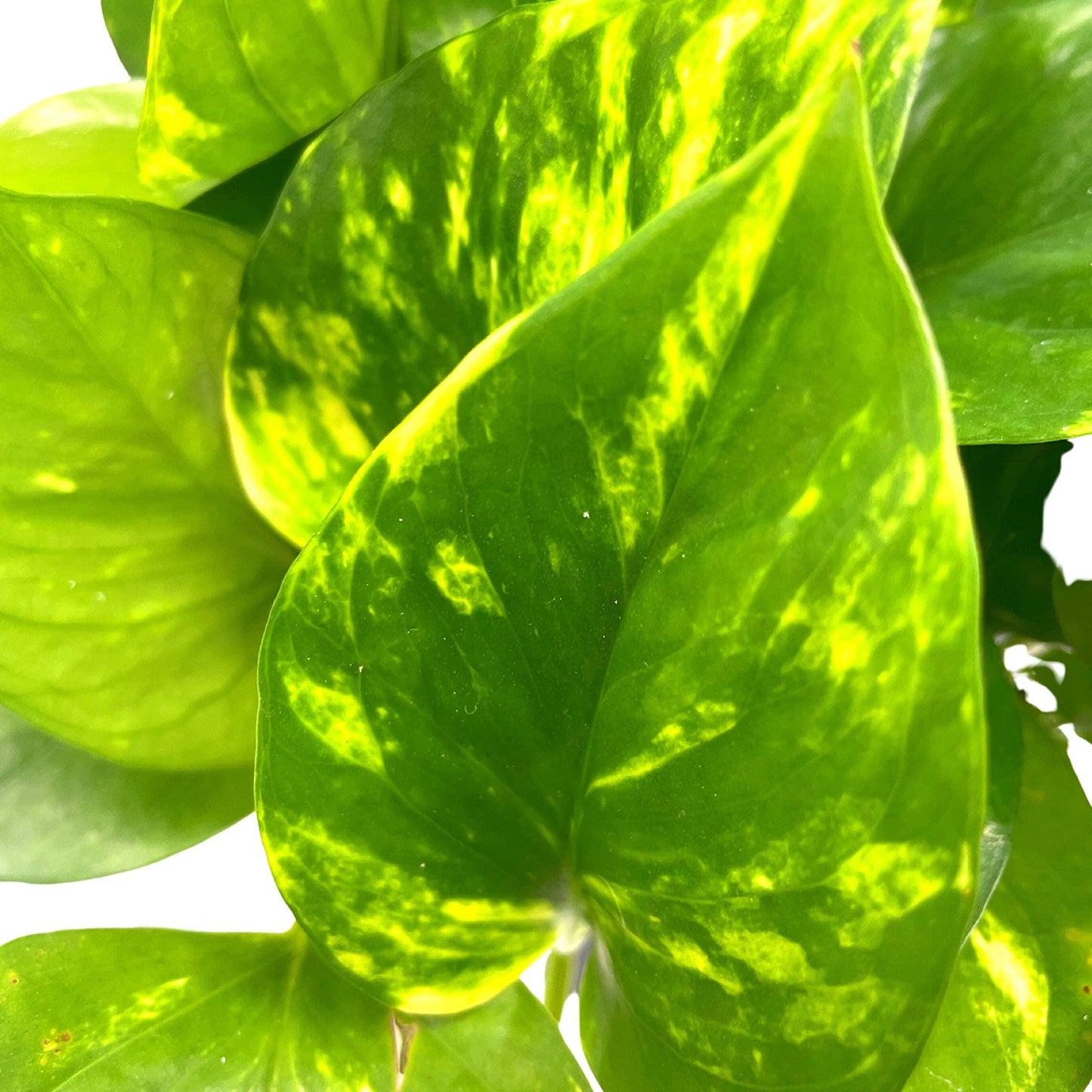 Golden Pothos, Variegated 6 inch Pothos, Very Full, Epipremnum aureum, Devil&#39;s Ivy