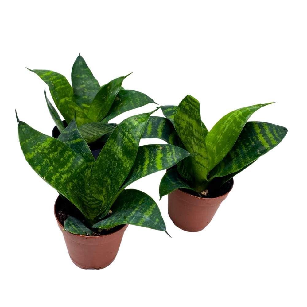 Black Robusta Snake Plant 2 inch Set of 3 Green Striped Dwarf Rosette Sansevieria Tiny Mini Pixie Plants