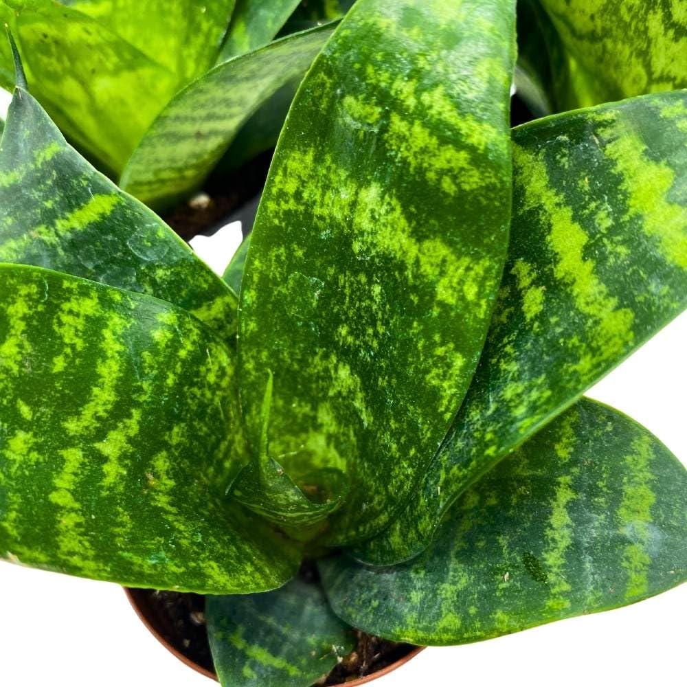 sansevieria rosette Black Robusta Snake Plant 2 inch Set of 3 Green Striped Dwarf Rosette Sansevieria Tiny Mini Pixie Plants