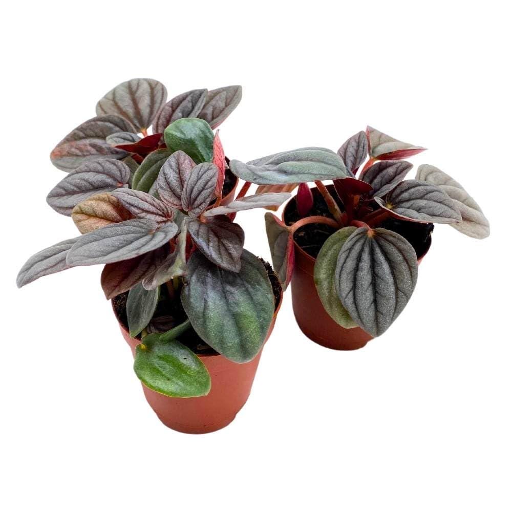 Peperomia Rosso, 2 inch Set of 3, Light Gray Emerald Ripple Pep Caperata