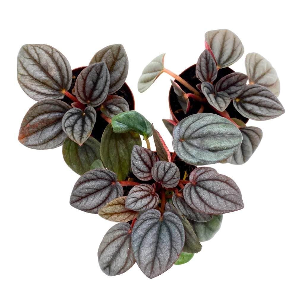 Peperomia Rosso, 2 inch Set of 3, Light Gray Emerald Ripple Pep Caperata