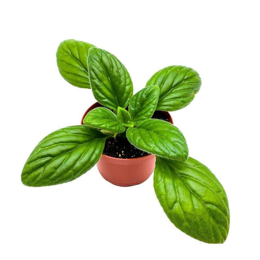 Kitaguni Gesneriad Primulina, 6 inch Flowering Indoor Chirita Plant