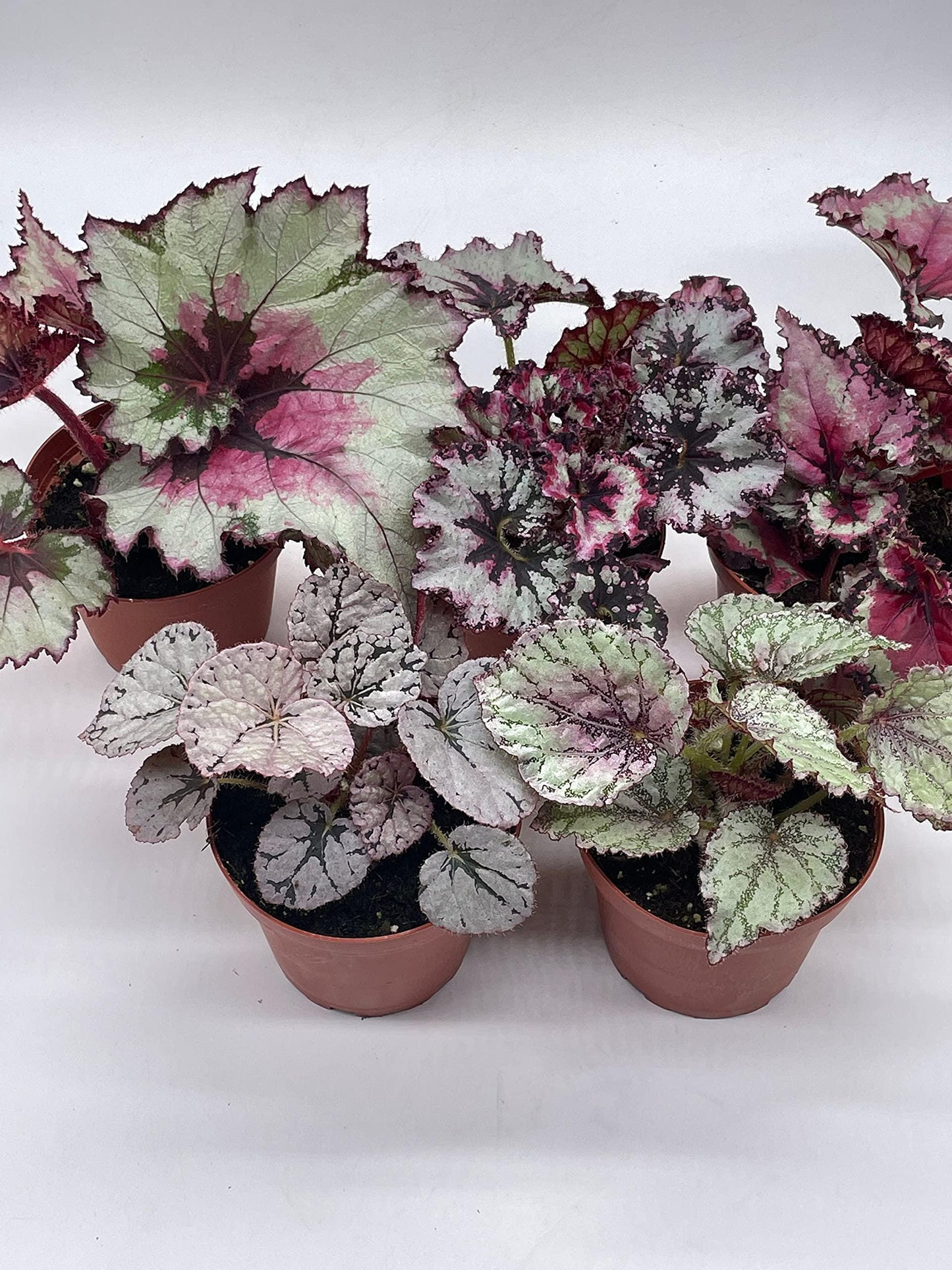 BubbleBlooms Harmony's Begonia Rex Assortment, Cold Pastel Winter, 4 inch, Set of 5, Painted-Leaf Begonia, Unique Homegrown Exclusive,