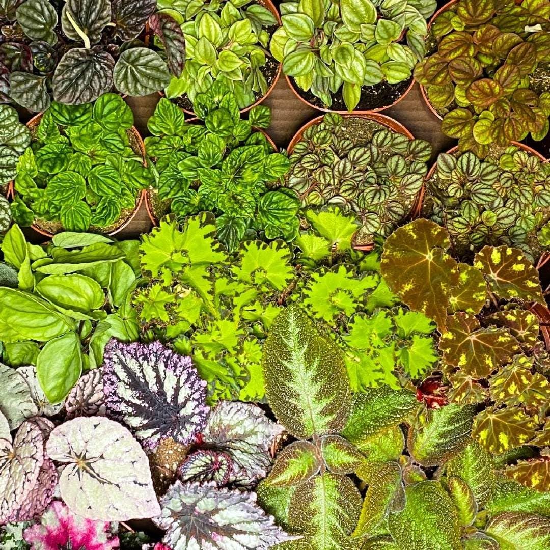 BubbleBlooms Harmony's Sample Box Full Case 30 4-inch Bulk Begonia, Episcia, African Violet, Angel Wing, Peperomia, Piper Variety Pack