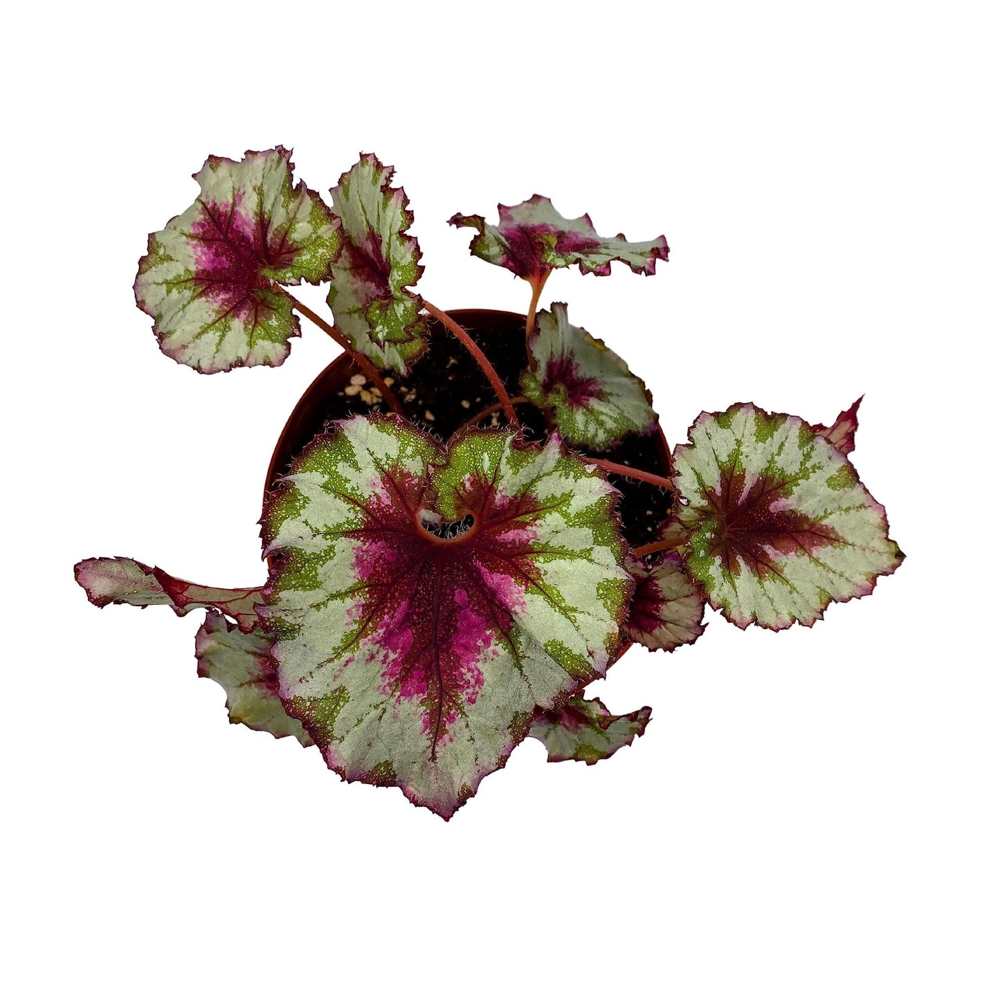 Harmony's BubbleBlooms Peppermint Twist Begonia, Red and White Spiral Leaf, Begonia Rex in 6 inch Pot